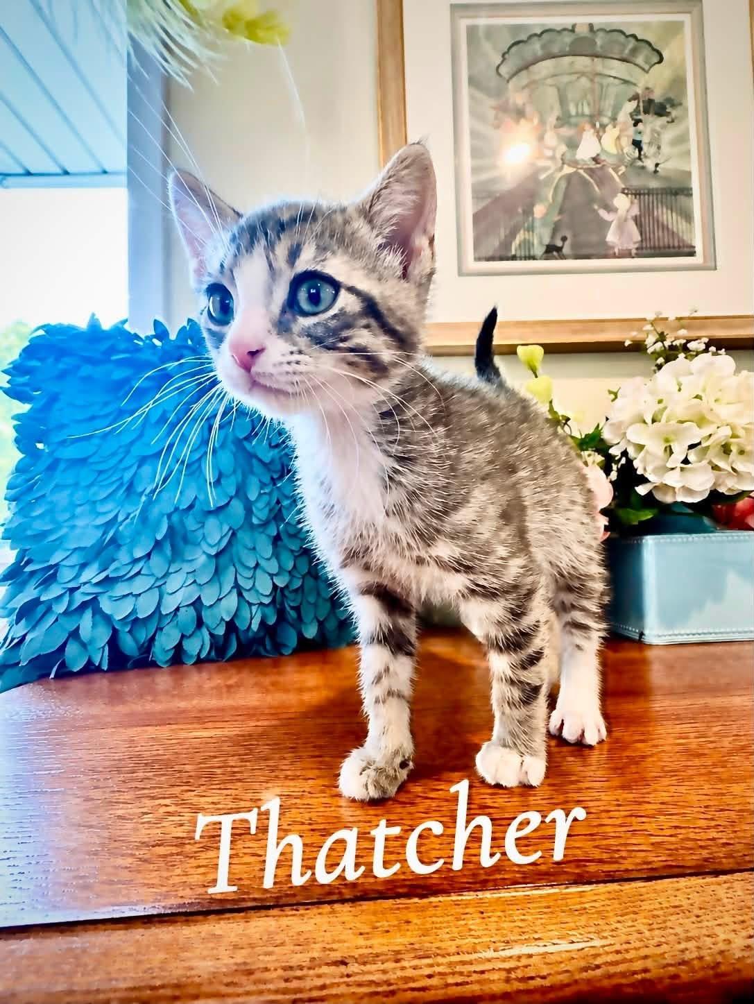 Thatcher, an adopted Tabby in Saginaw, MI image 2/3