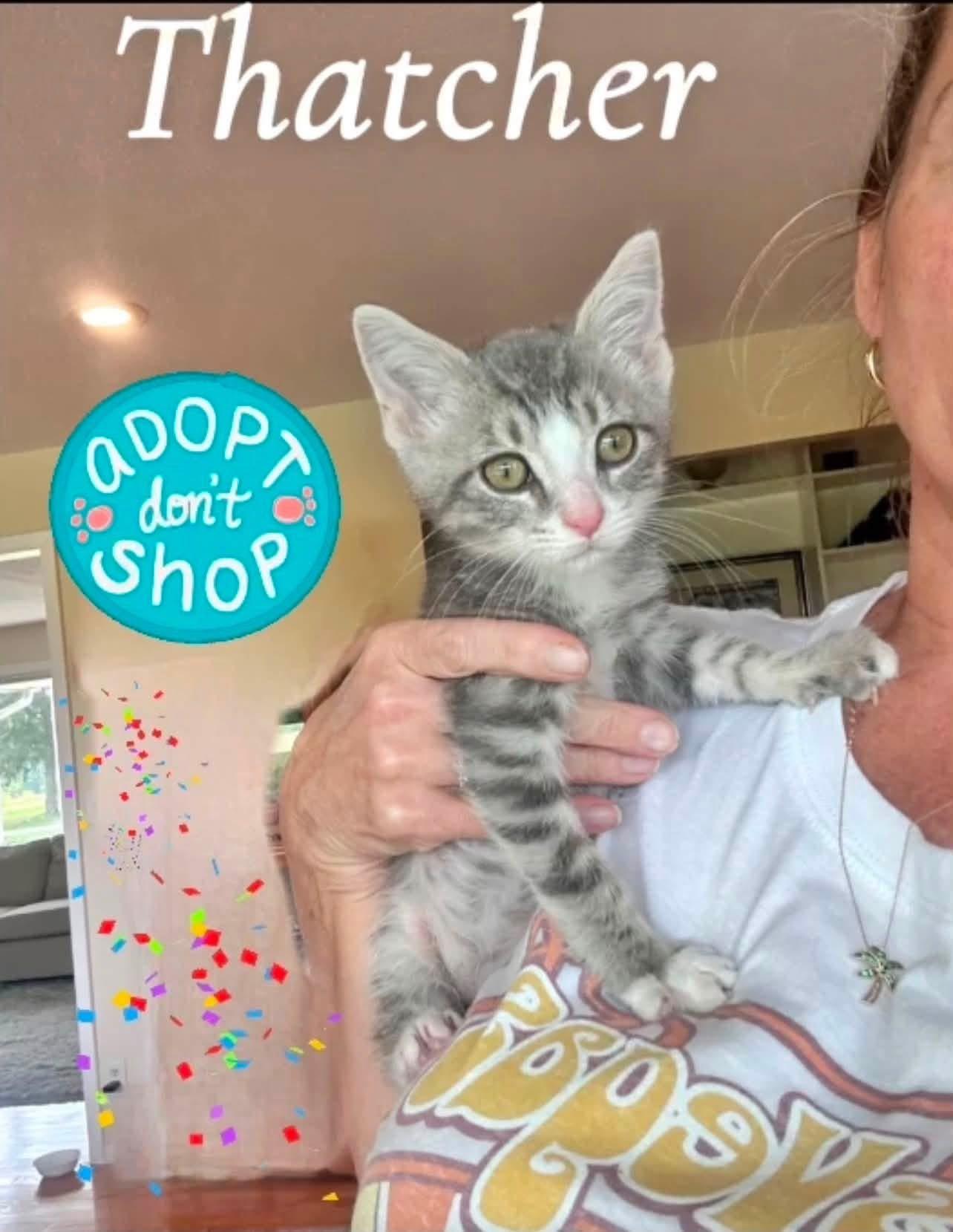Thatcher, adopted, Kitten Male Tabby.