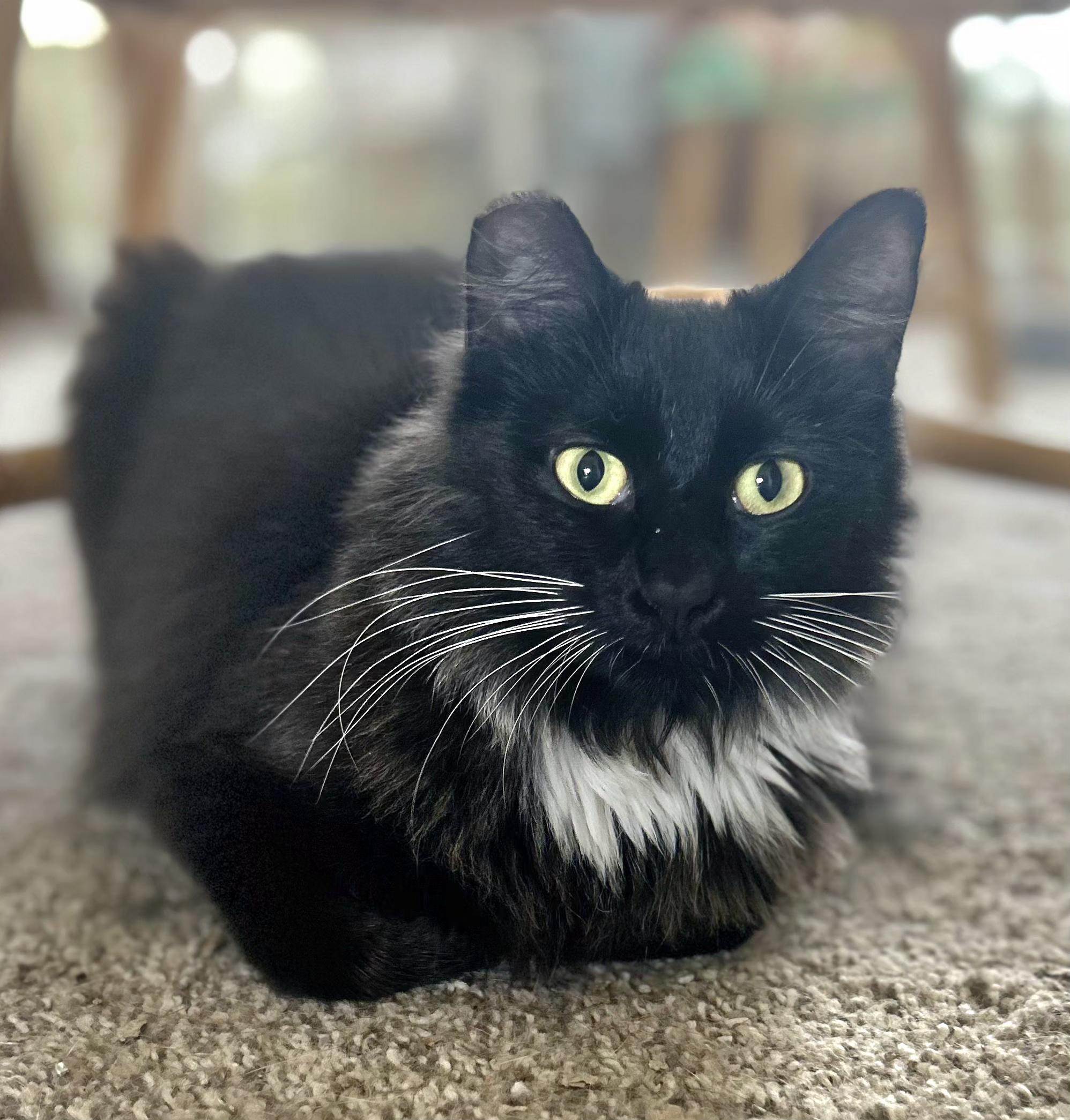 Jewel, a Adoptable Tuxedo in Springfield, OR image 3/3