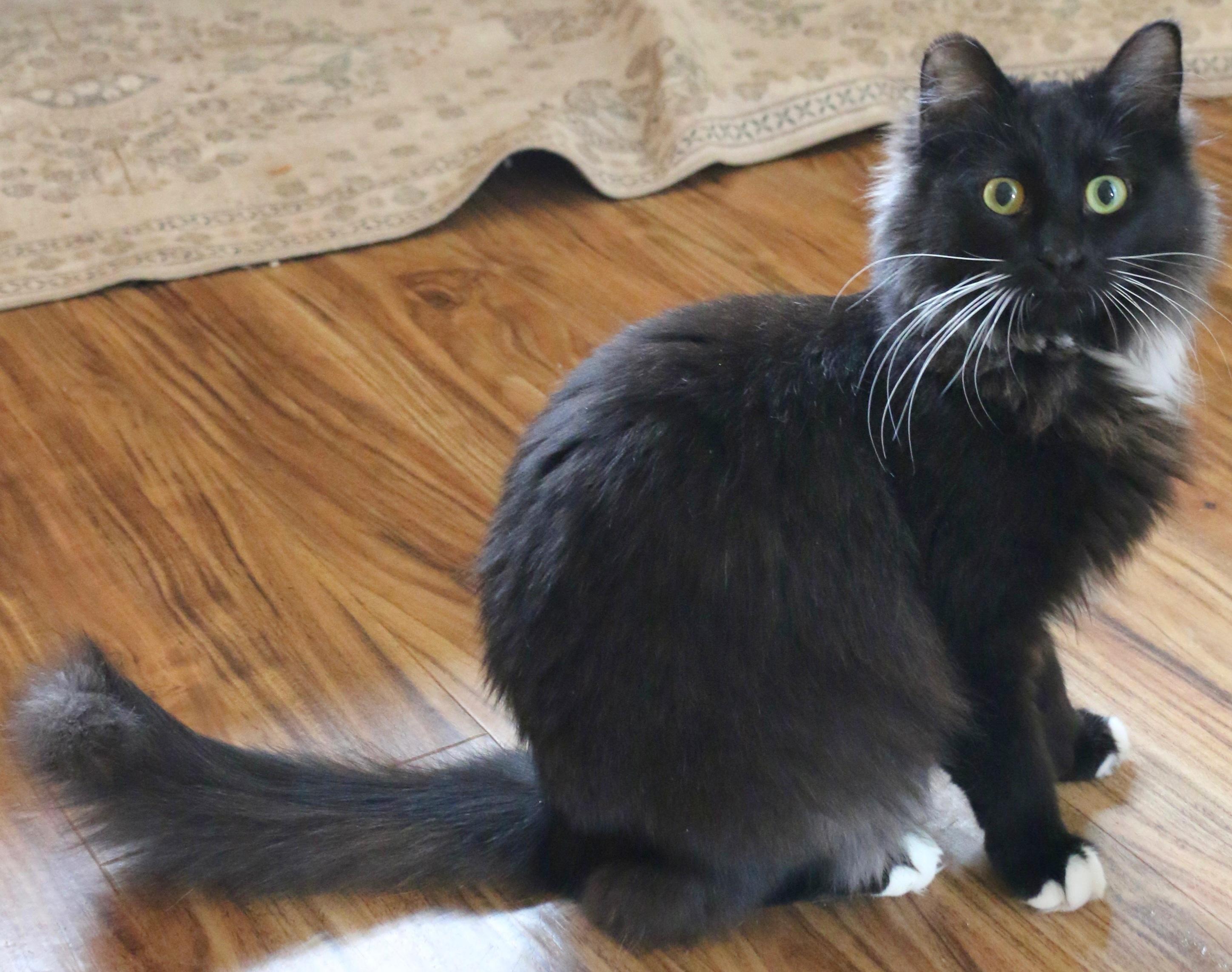 Jewel, a Adoptable Tuxedo in Springfield, OR image 2/3