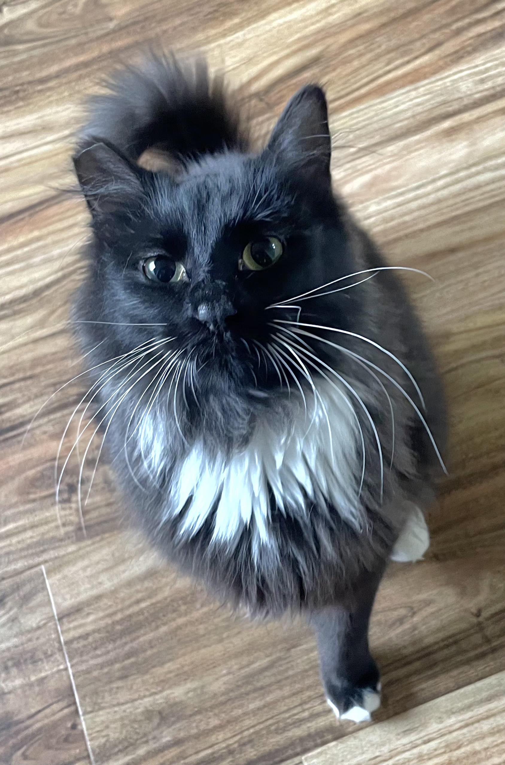 Jewel, Adoptable, Young Female Tuxedo.