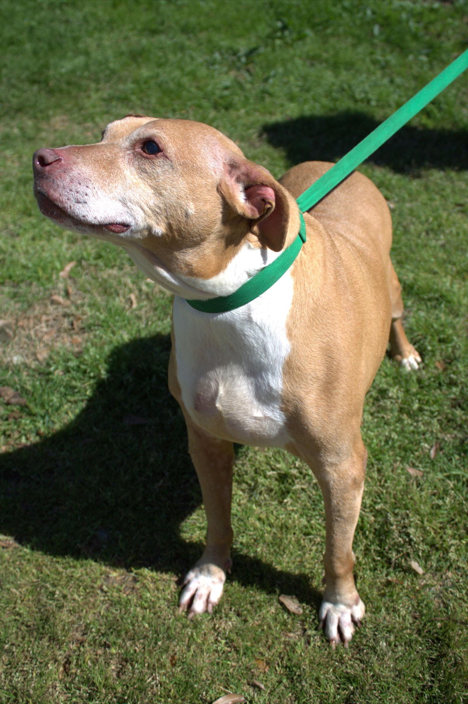 Nikki Minaj, a Adoptable Pit Bull Terrier in Jackson, MS image 1/3