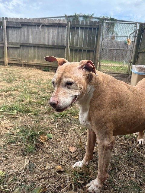 Nikki Minaj, a Adoptable Pit Bull Terrier in Jackson, MS image 2/3