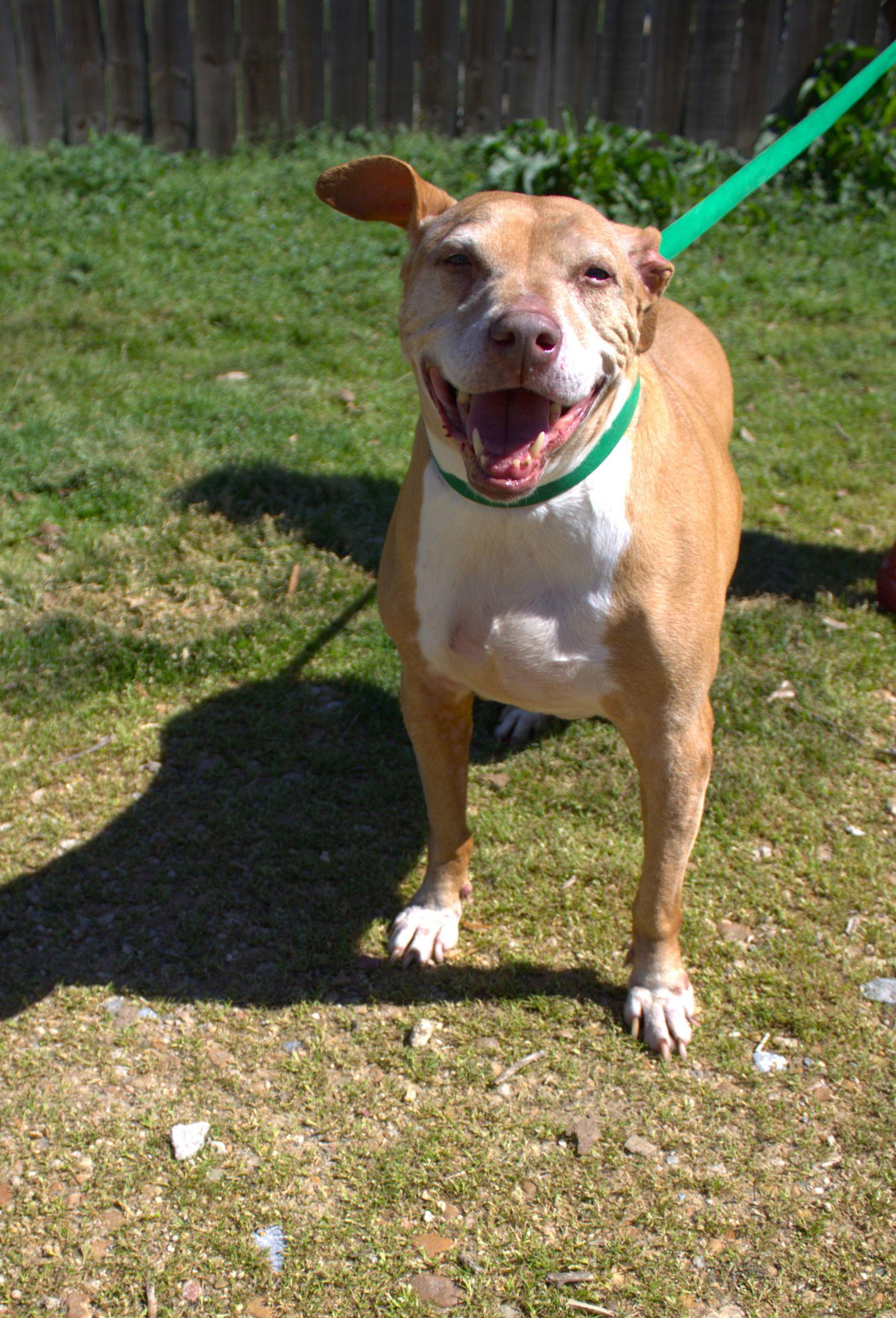 Nikki Minaj, a Adoptable Pit Bull Terrier in Jackson, MS image 3/3