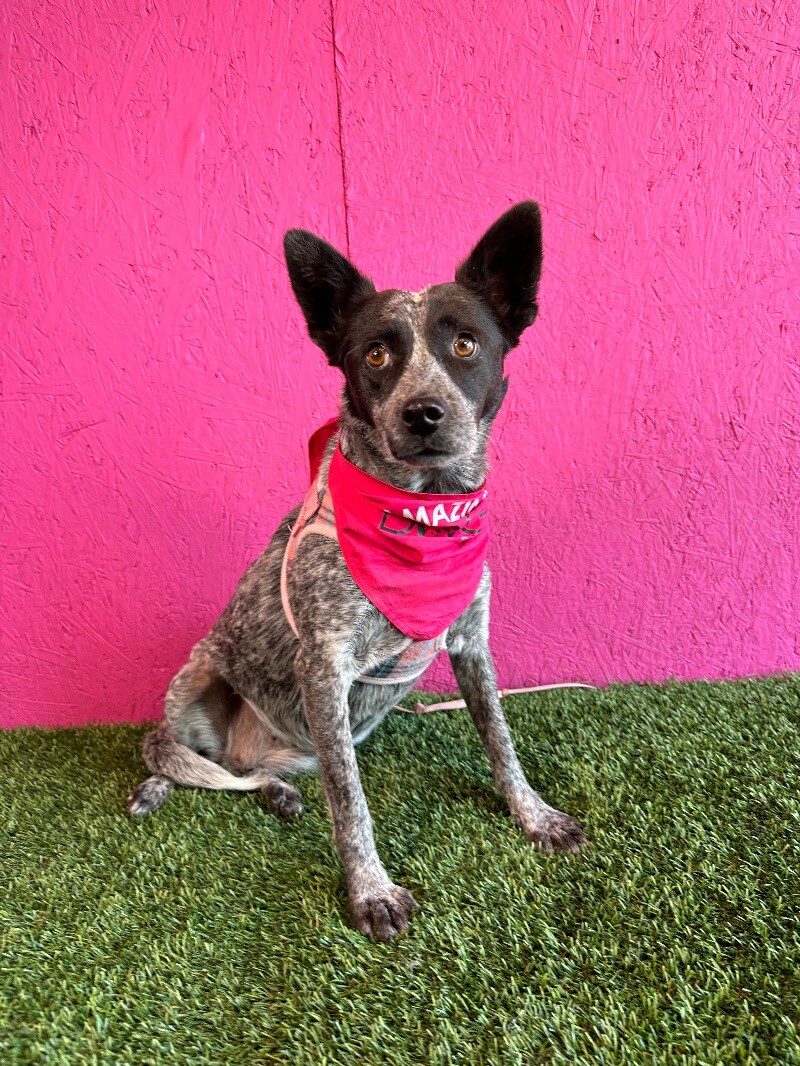 Dog for adoption Ali, an Australian Cattle Dog / Blue Heeler Mix in