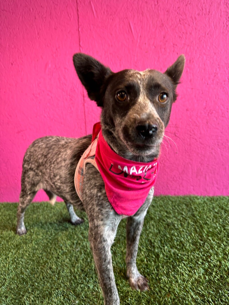Dog for adoption Ali, an Australian Cattle Dog / Blue Heeler Mix in