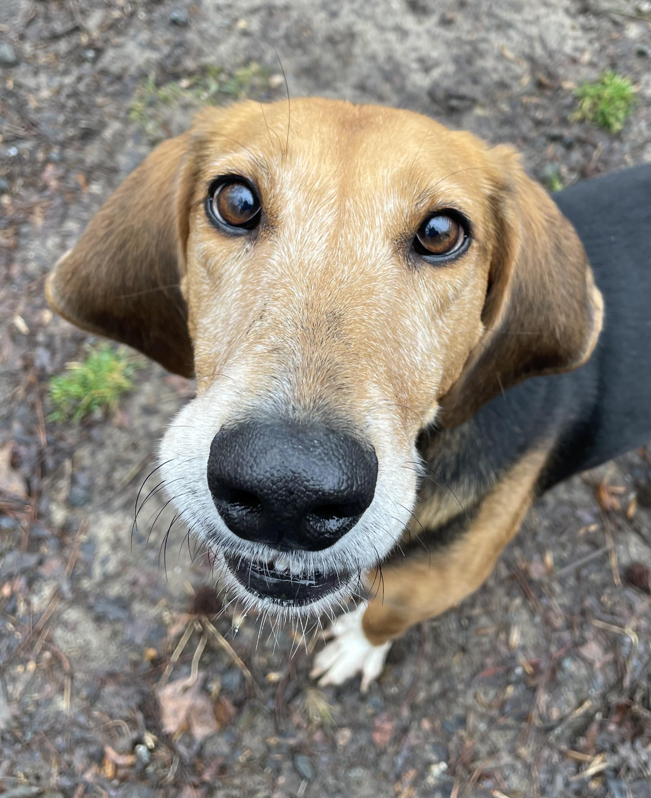 Enlarge Abby, a ADOPTABLE mixed breed in Heathsville, VA image 3/5