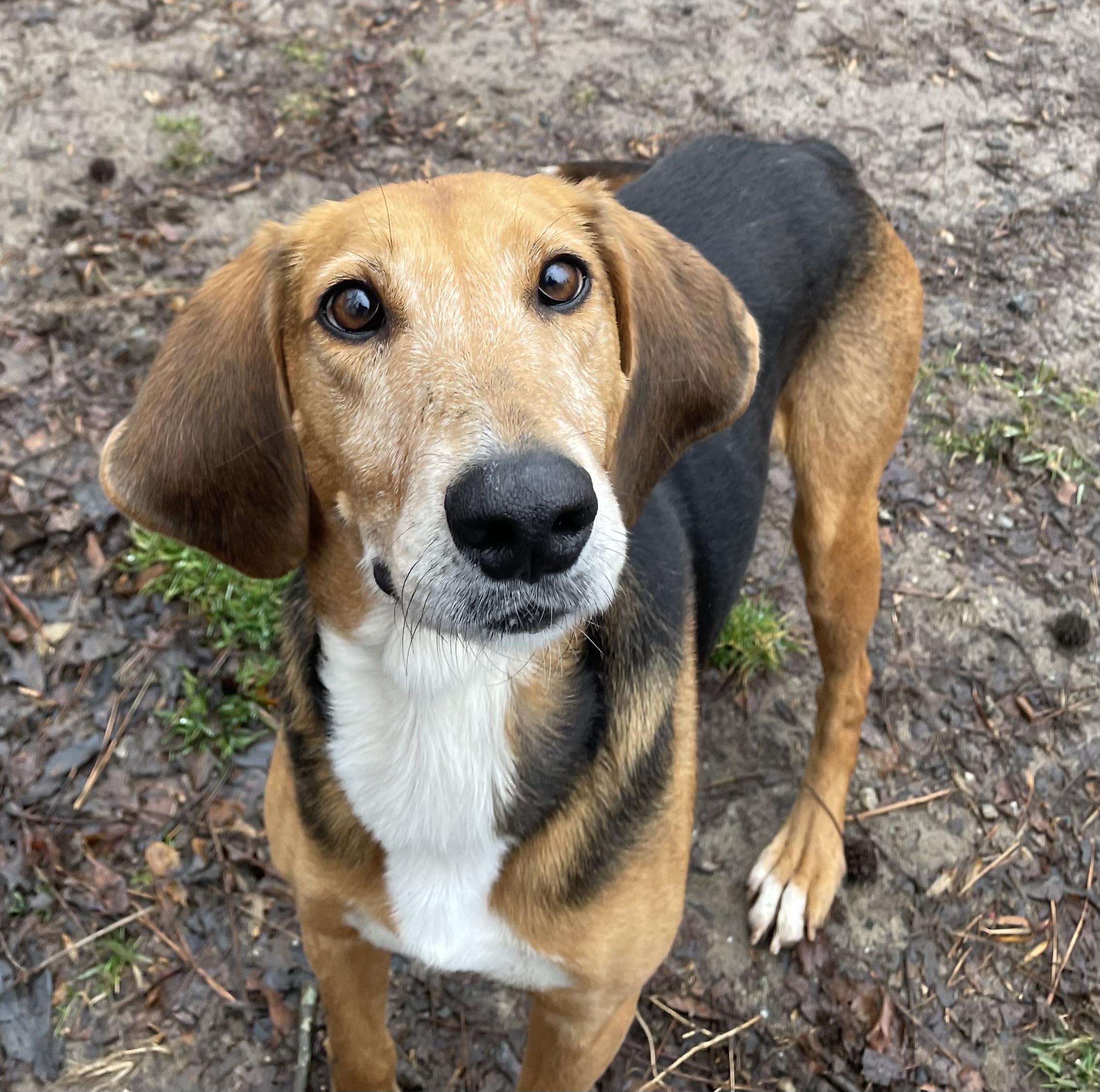 Enlarge Abby, a ADOPTABLE mixed breed in Heathsville, VA image 4/5
