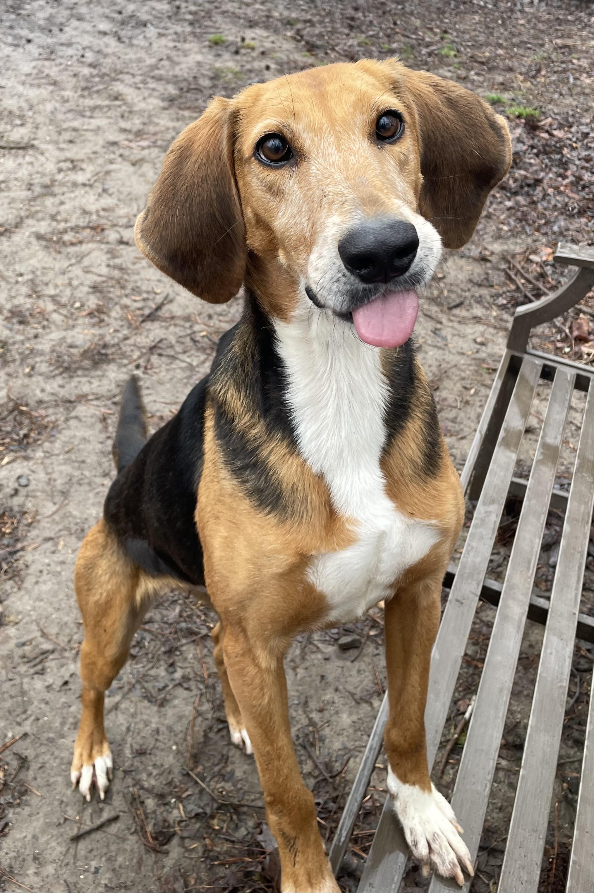 Enlarge Abby, a ADOPTABLE mixed breed in Heathsville, VA image 2/5