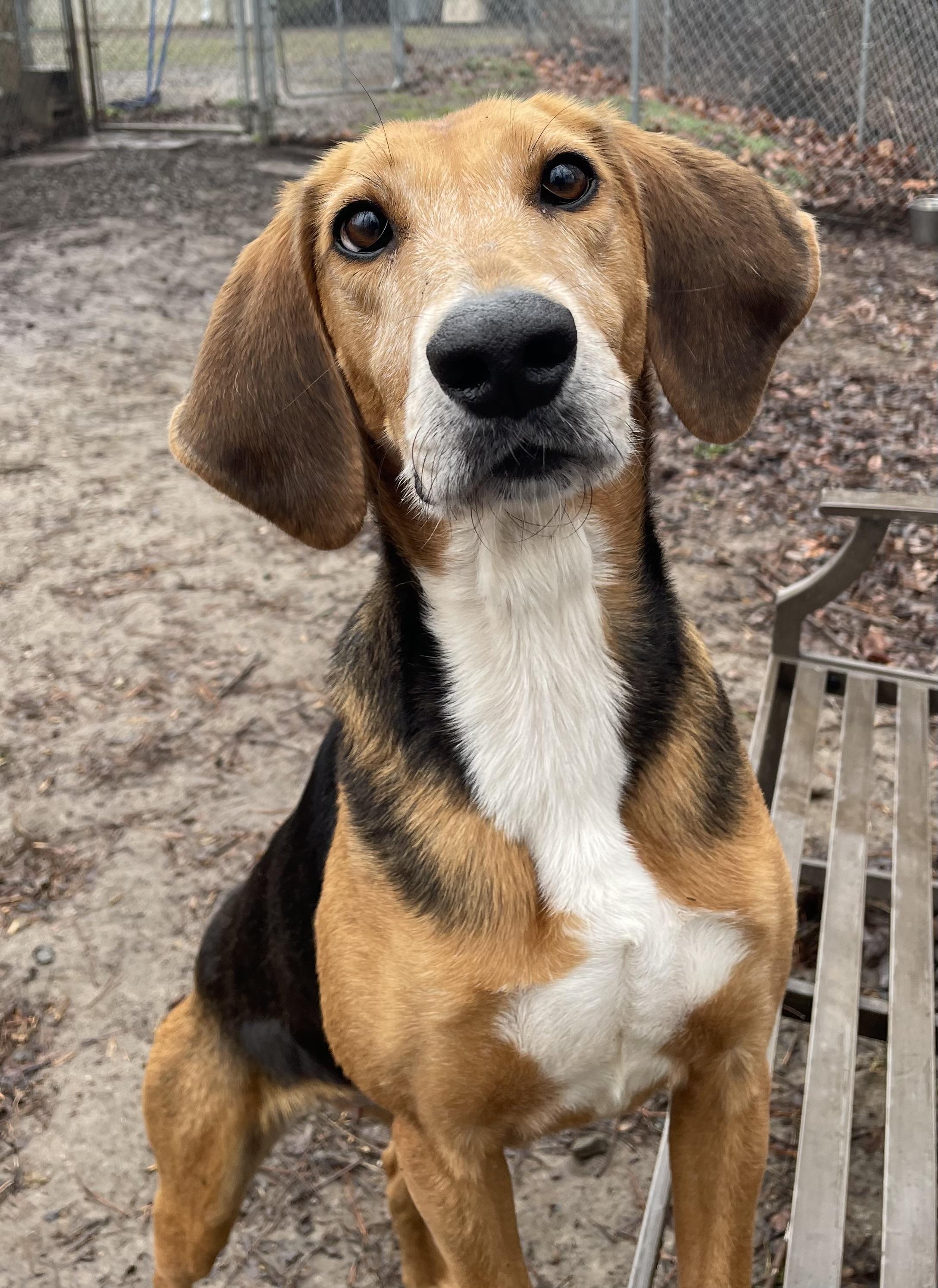 Enlarge Abby, a ADOPTABLE mixed breed in Heathsville, VA image 5/5