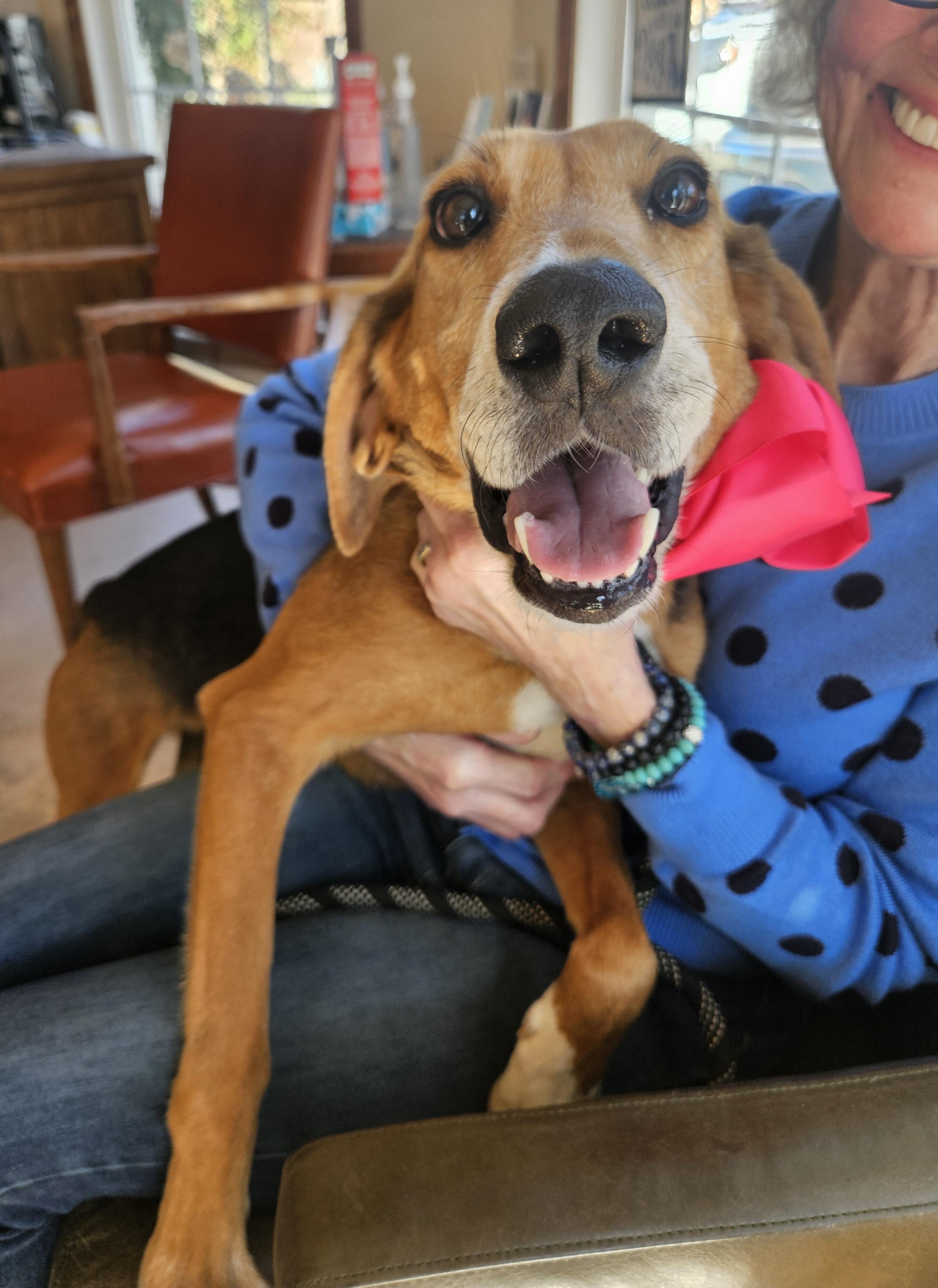 Abby, ADOPTABLE, Adult Female Hound & Mixed Breed.