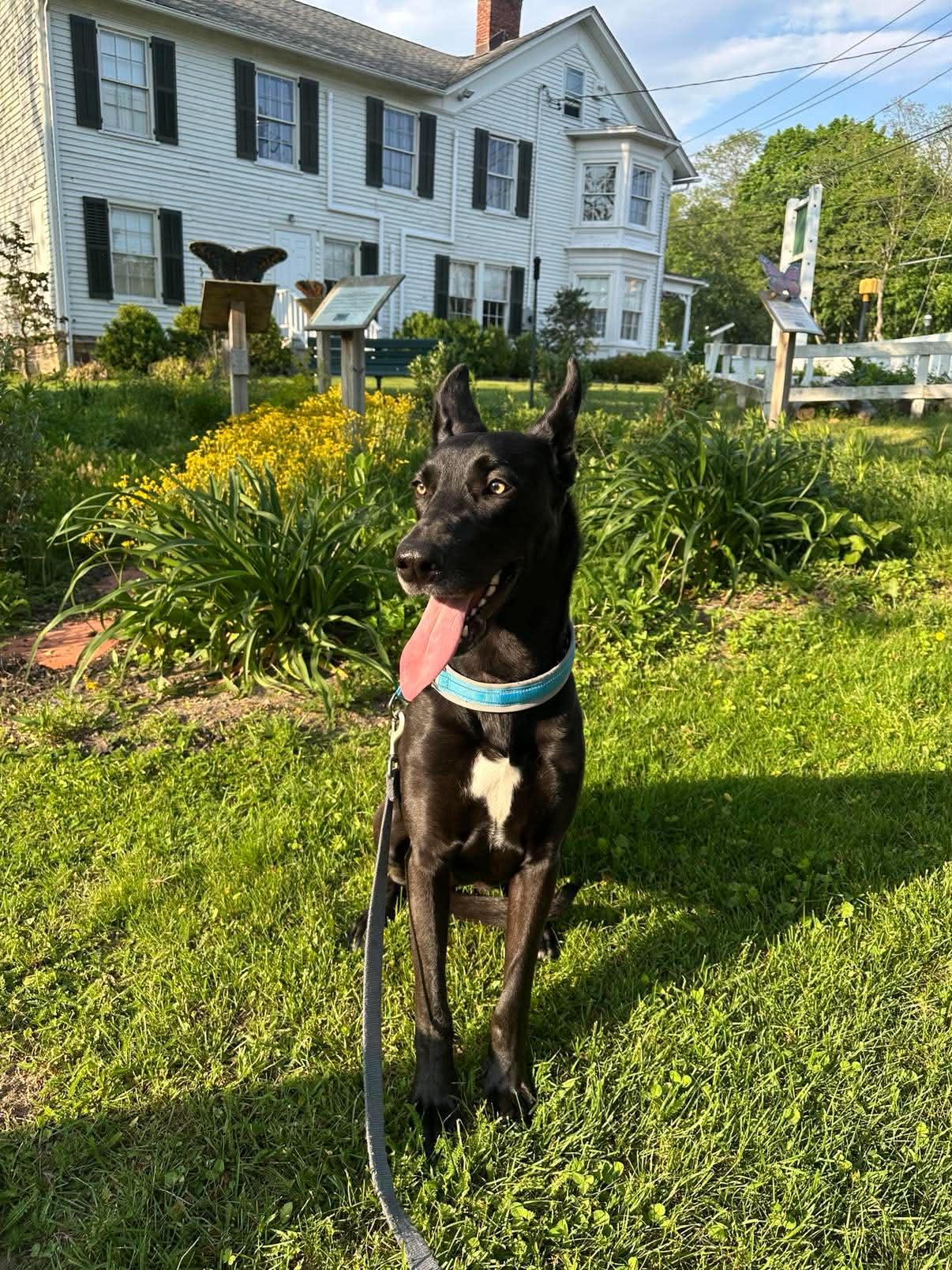Enlarge Bunny, an adopted mixed breed in New York , NY image 6/6