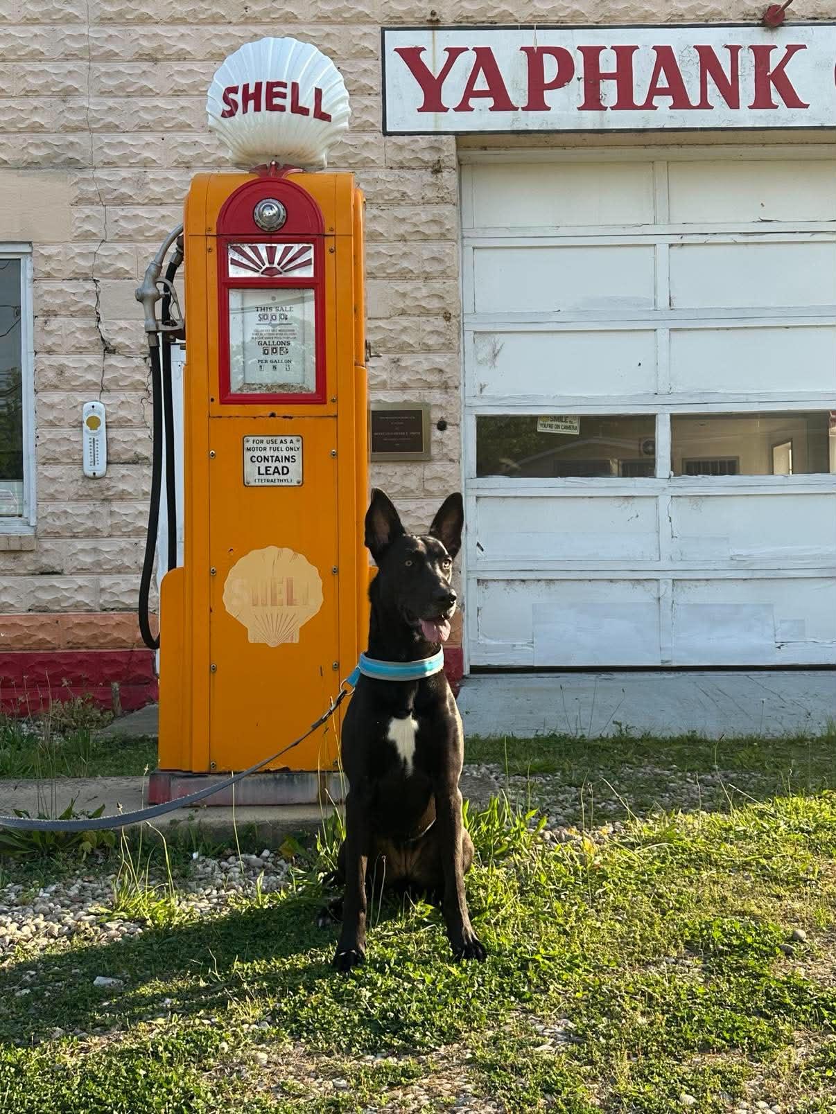 Bunny, adopted, Puppy Female Great Dane & German Shepherd Dog.