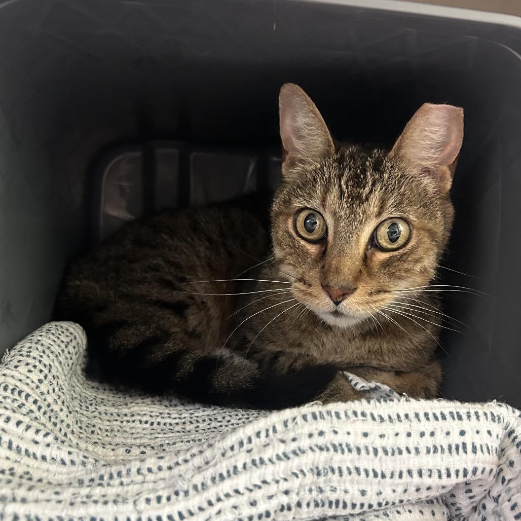 Nickel-as, Adoptable, Adult Male Domestic Medium Hair.