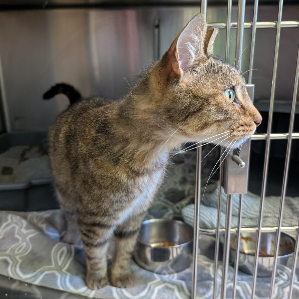 Nickel-as, a Adoptable Domestic Medium Hair in Emporia, KS image 2/5