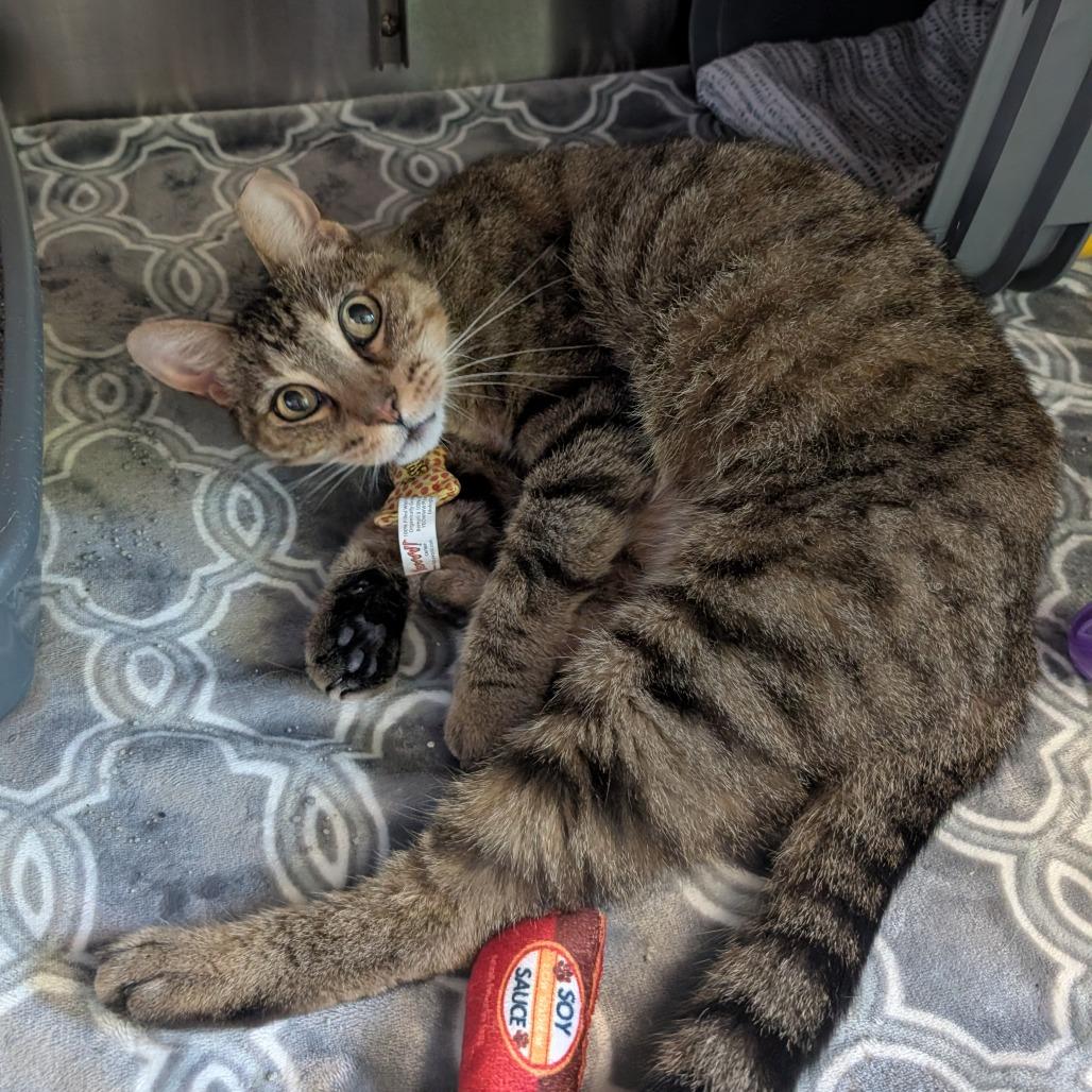 Nickel-as, a Adoptable Domestic Medium Hair in Emporia, KS image 3/5