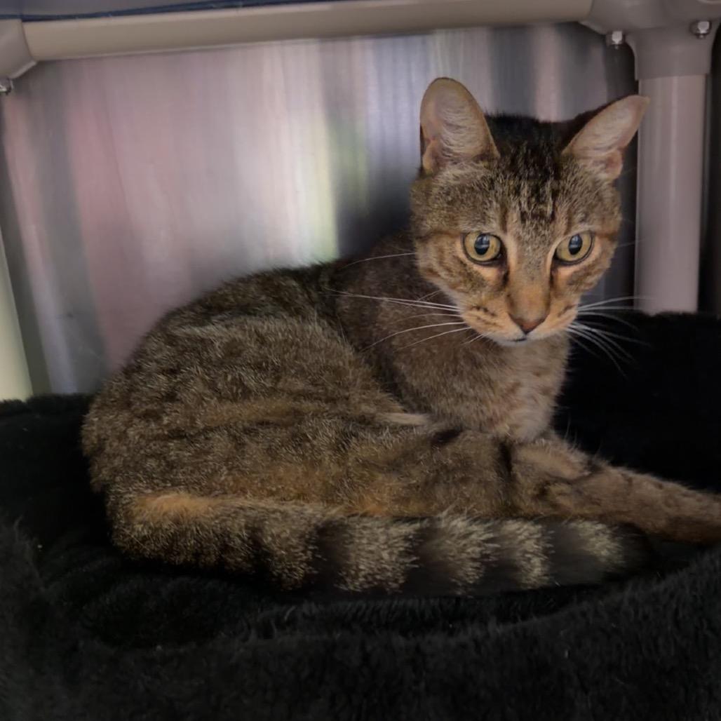 Nickel-as, a Adoptable Domestic Medium Hair in Emporia, KS image 4/5