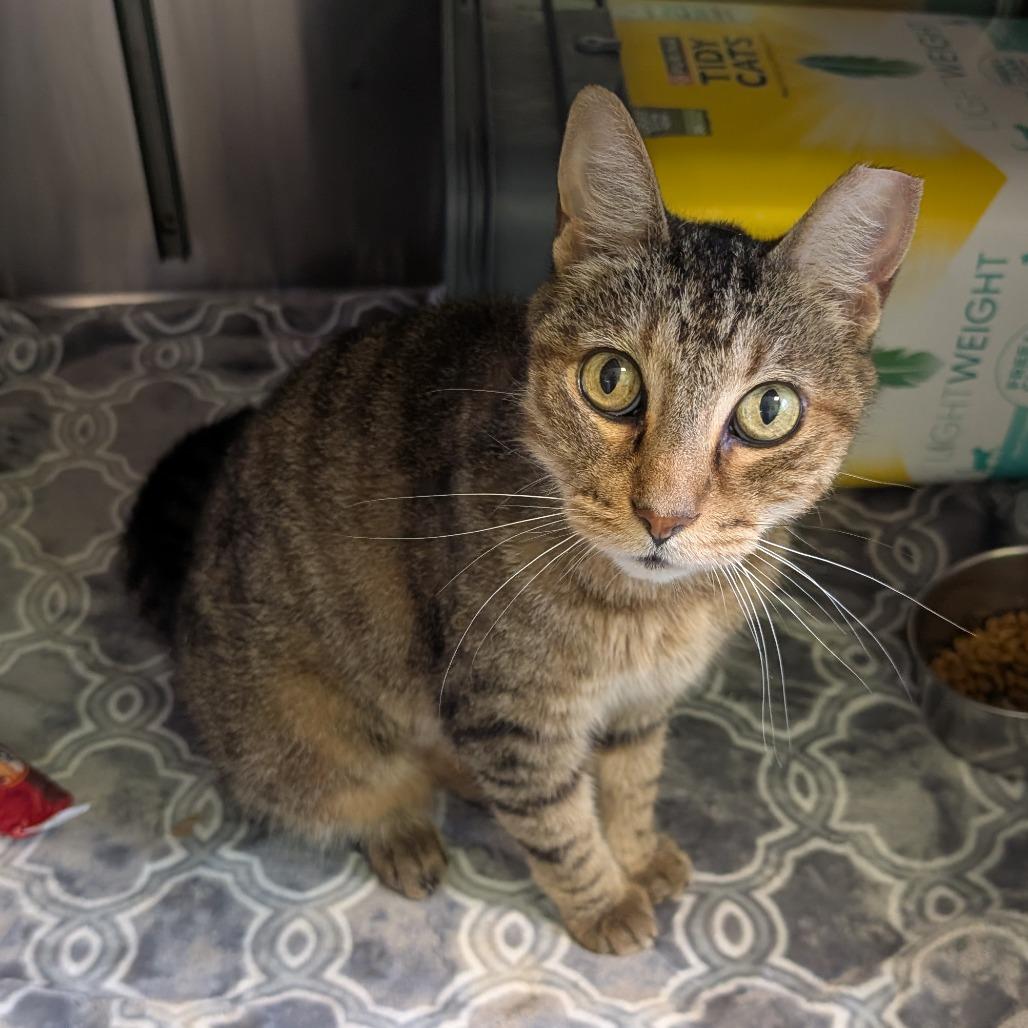 Nickel-as, a Adoptable Domestic Medium Hair in Emporia, KS image 5/5