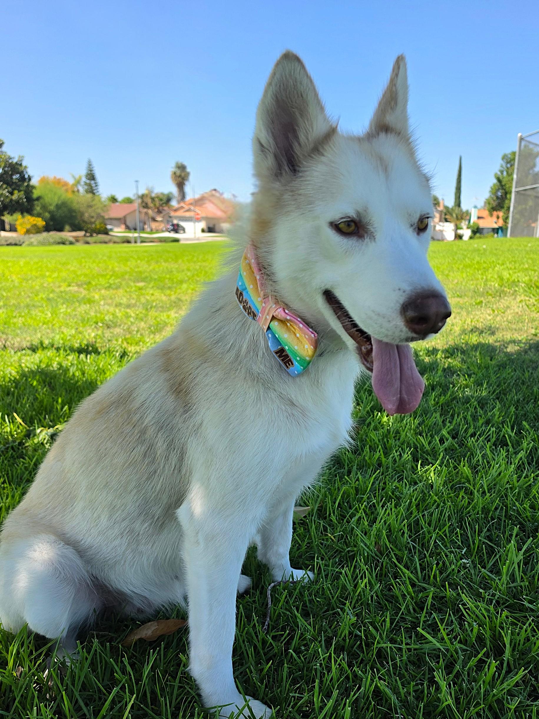 Enlarge Honey, a Adoptable Siberian Husky in Seattle, WA image 5/6