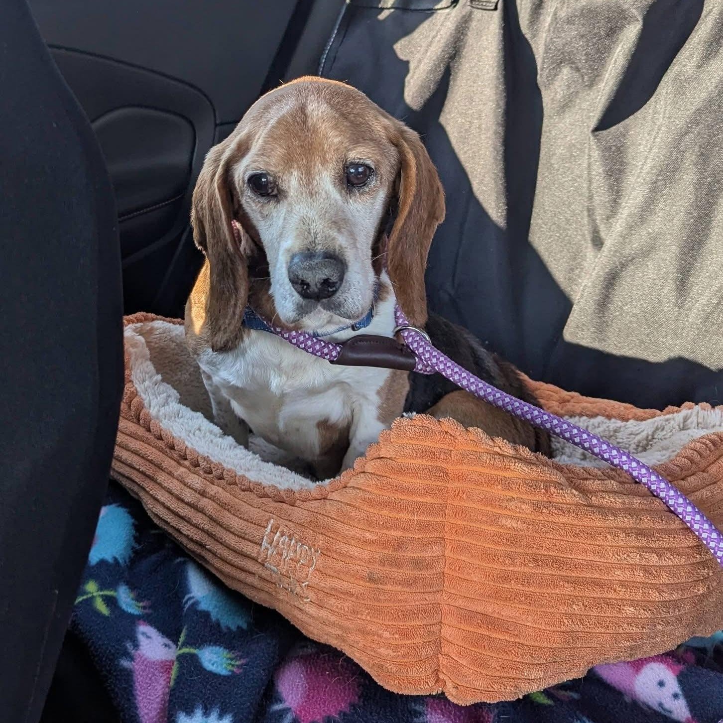 Enlarge Stuffing, an adoptable Beagle in Rockville, MD image 4/4