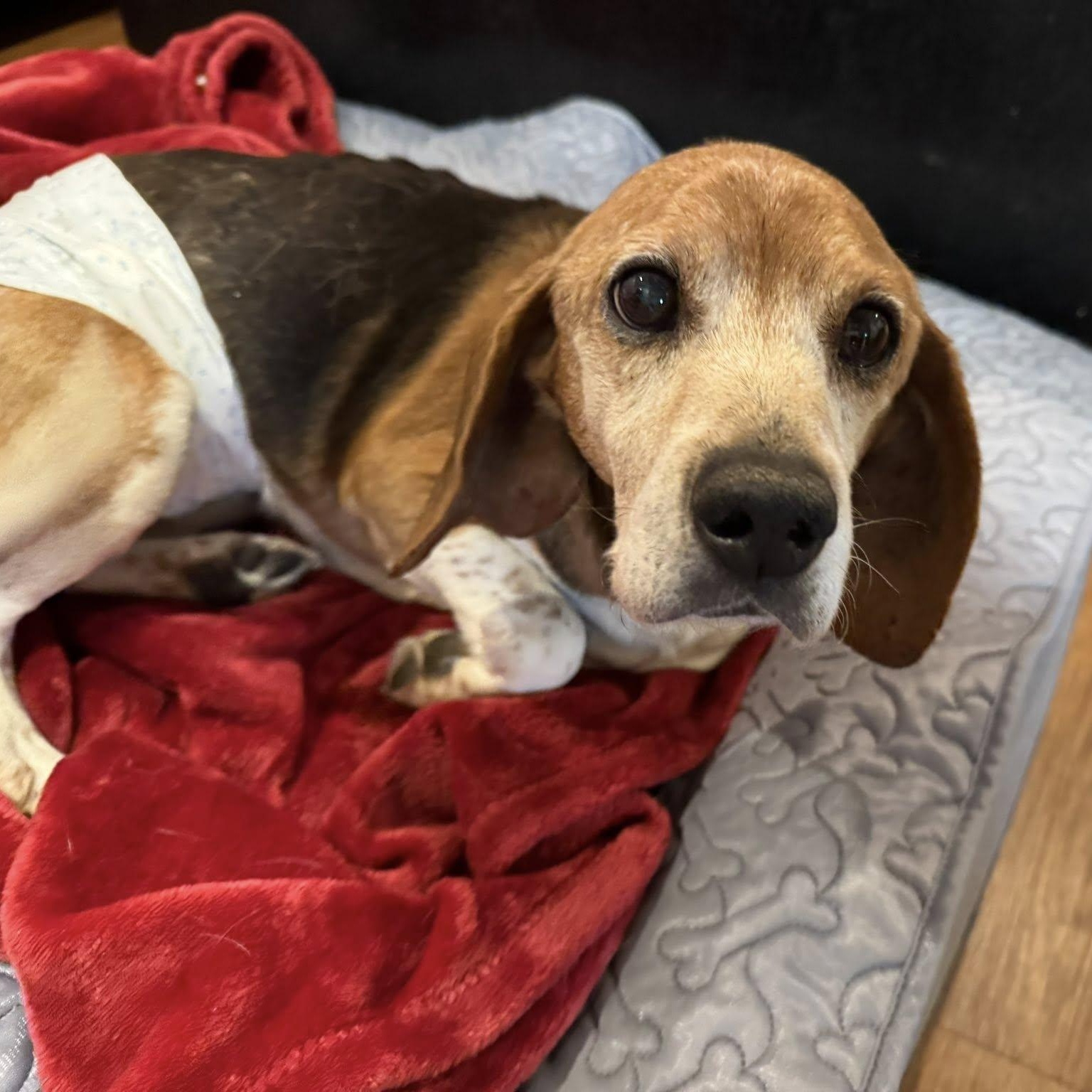 Enlarge Stuffing, an adoptable Beagle in Rockville, MD image 3/4