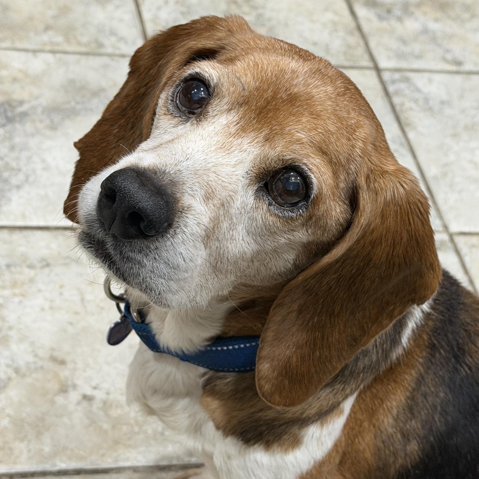Enlarge Stuffing, an adoptable Beagle in Rockville, MD image 1/4