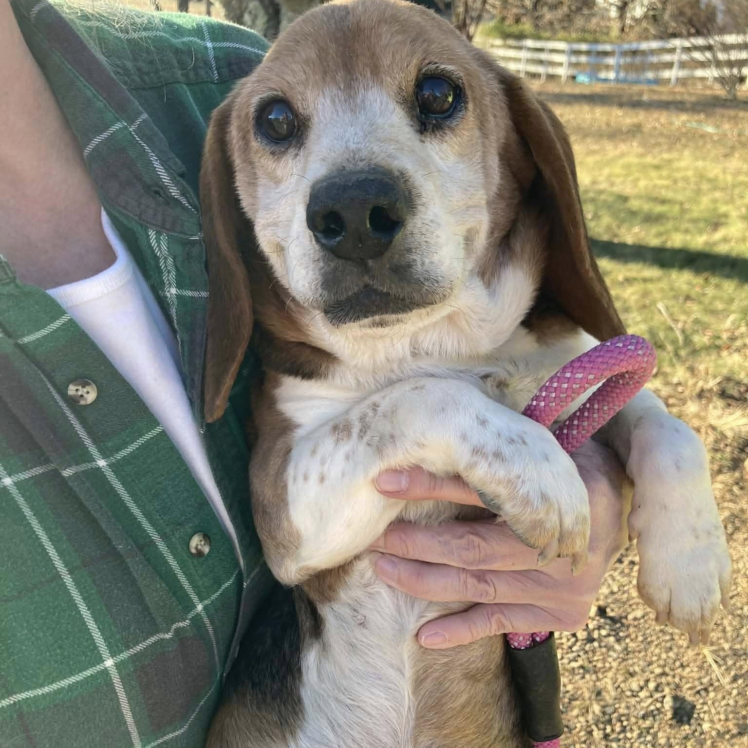 Enlarge Stuffing, an adoptable Beagle in Rockville, MD image 2/4