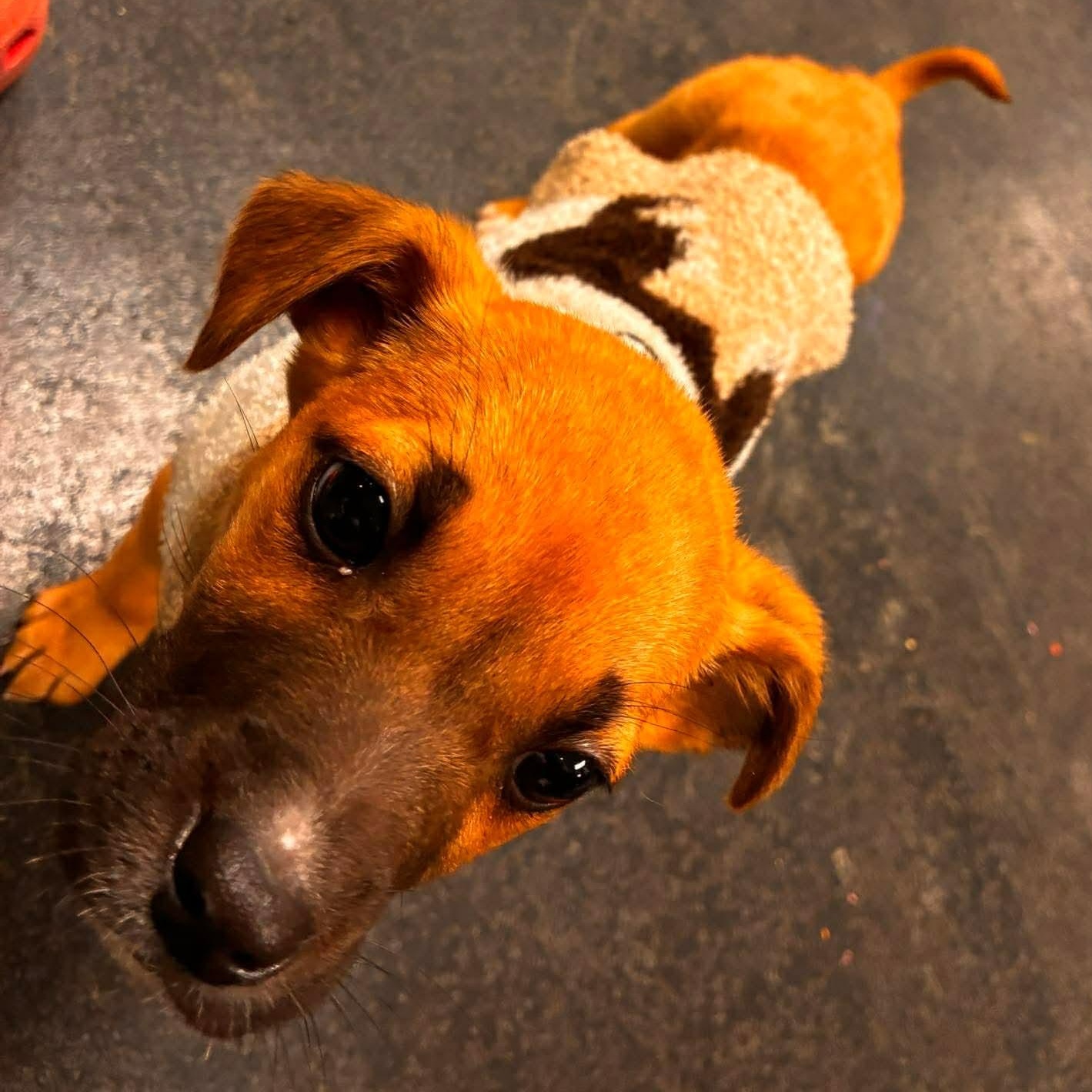 Enlarge Fern, an adopted mixed breed in Rochester, NY image 4/5