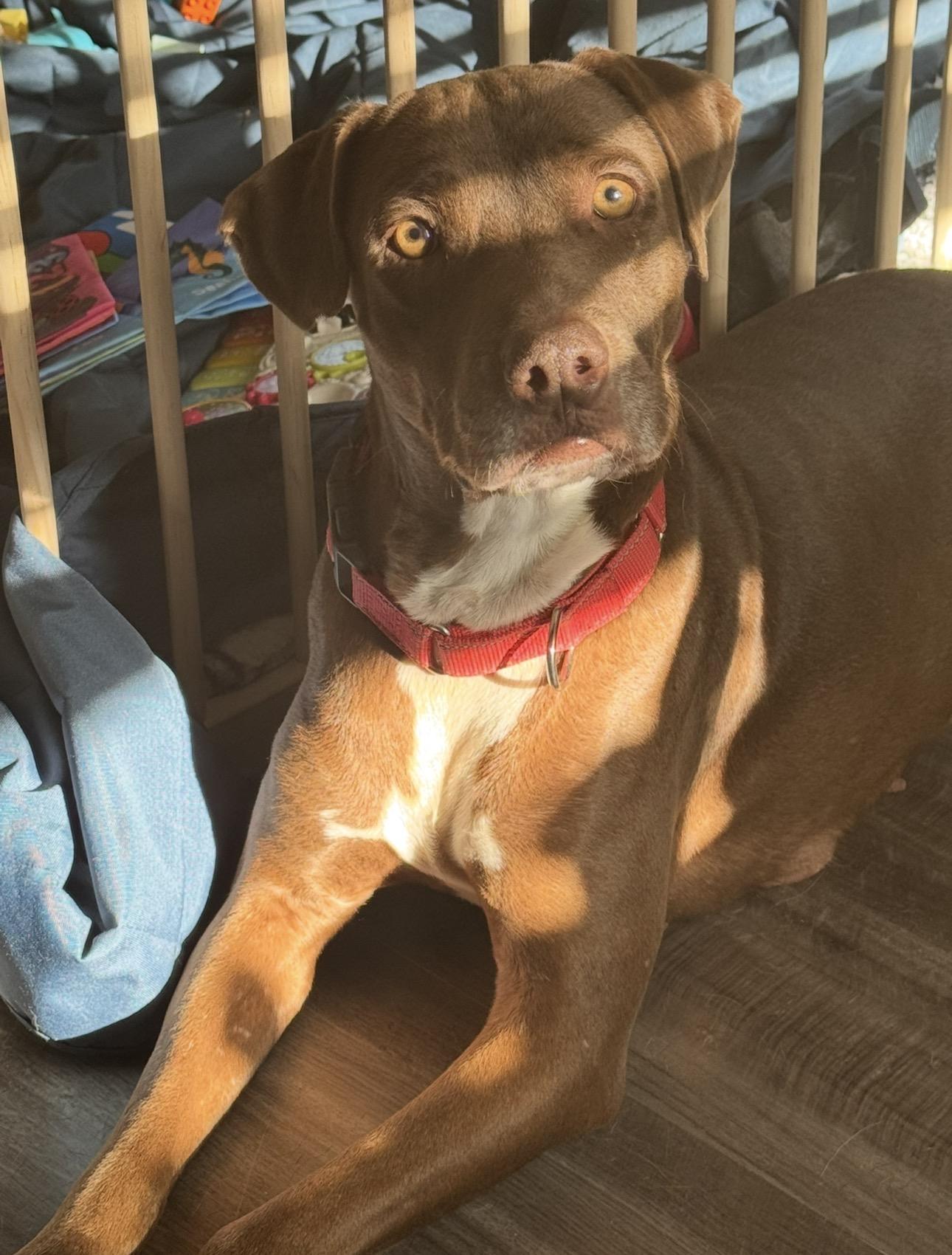 Mocha, a Adoptable mixed breed in Declo, ID image 2/6