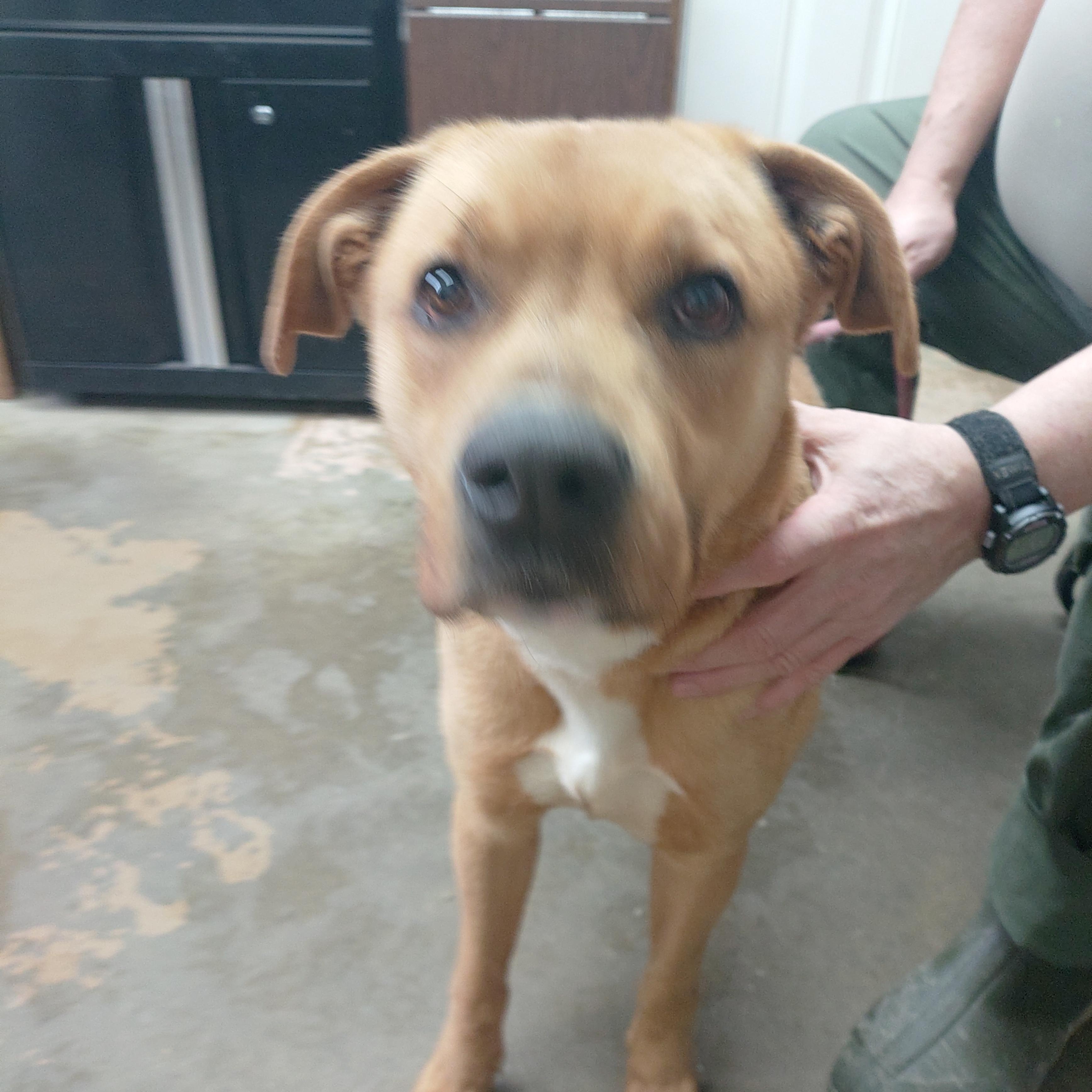 25-168, ADOPTABLE, Young Female Labrador Retriever.