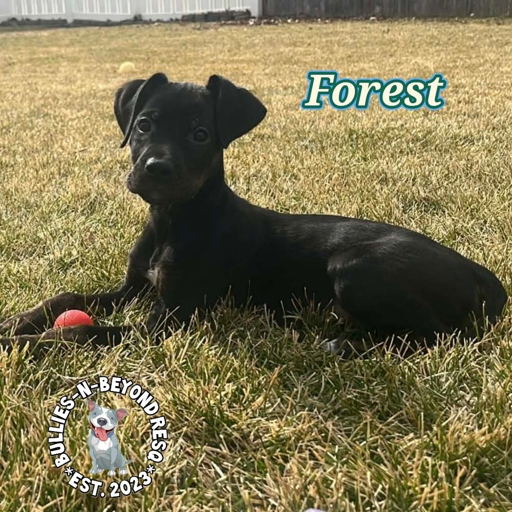 Cottagecore Litter: Forest, Adoptable, Puppy Male Labrador Retriever.