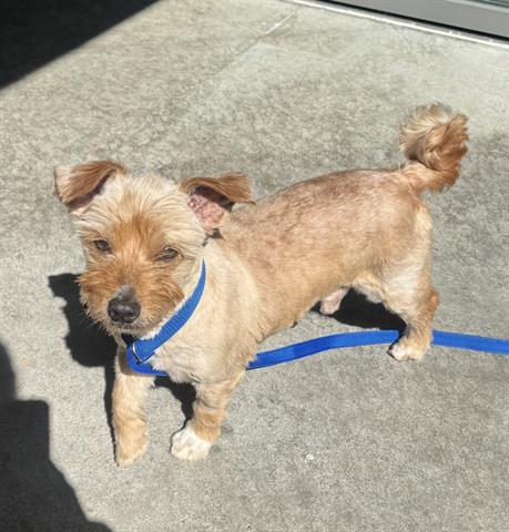ADAM, Adoptable, Young Male Terrier & Mixed Breed.