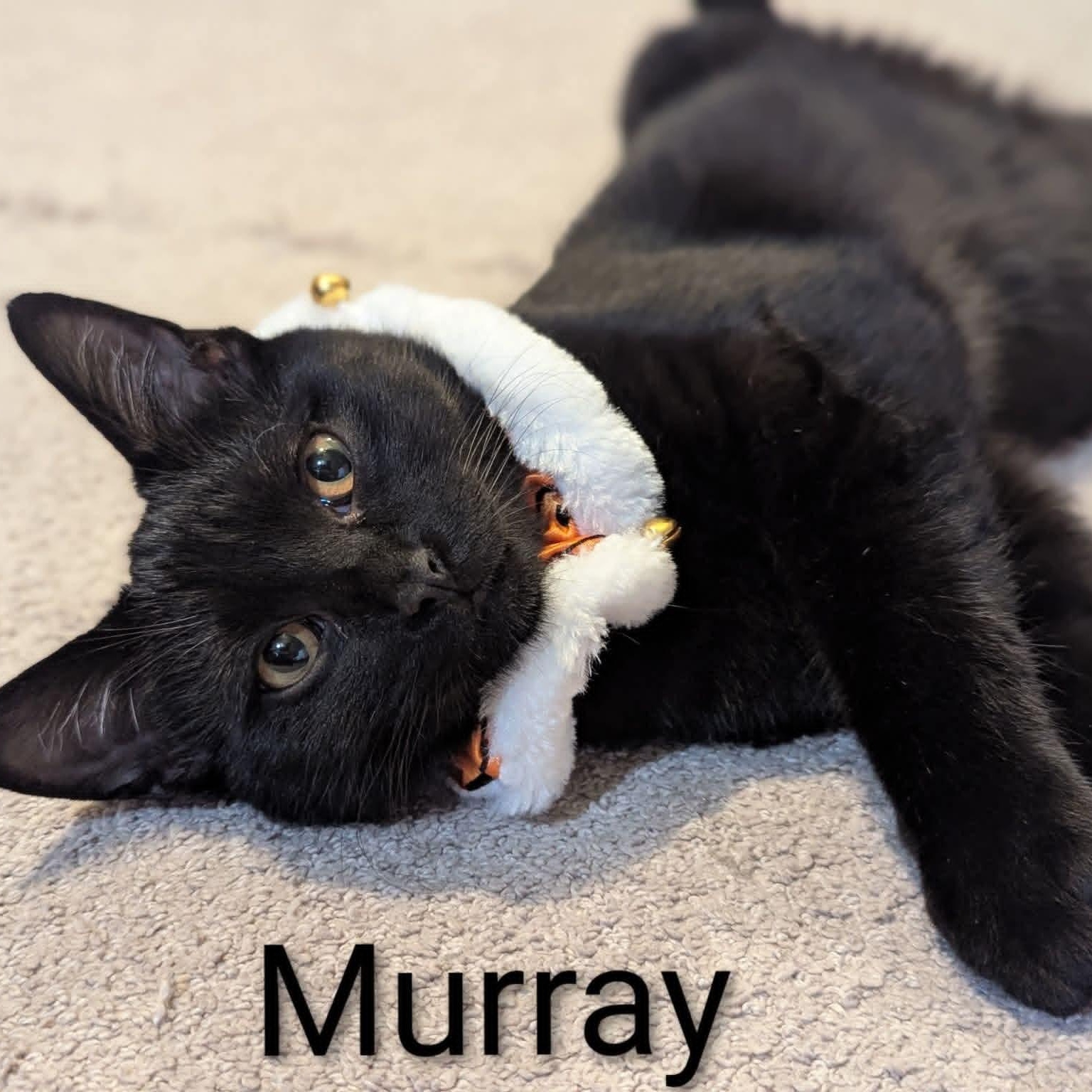 Murray