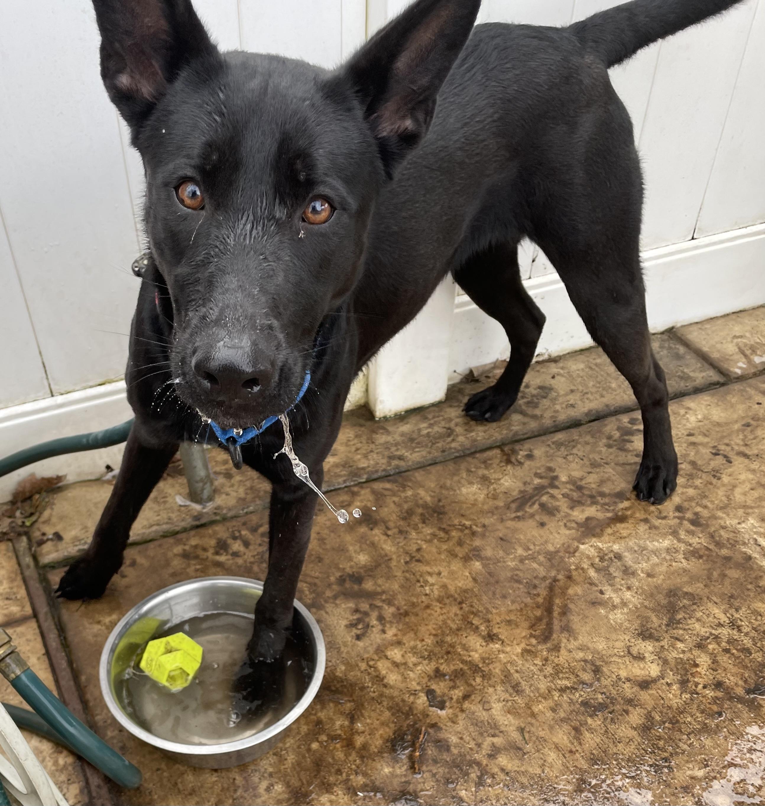 Alexandria, a Adoptable mixed breed in Lodi, CA image 3/6