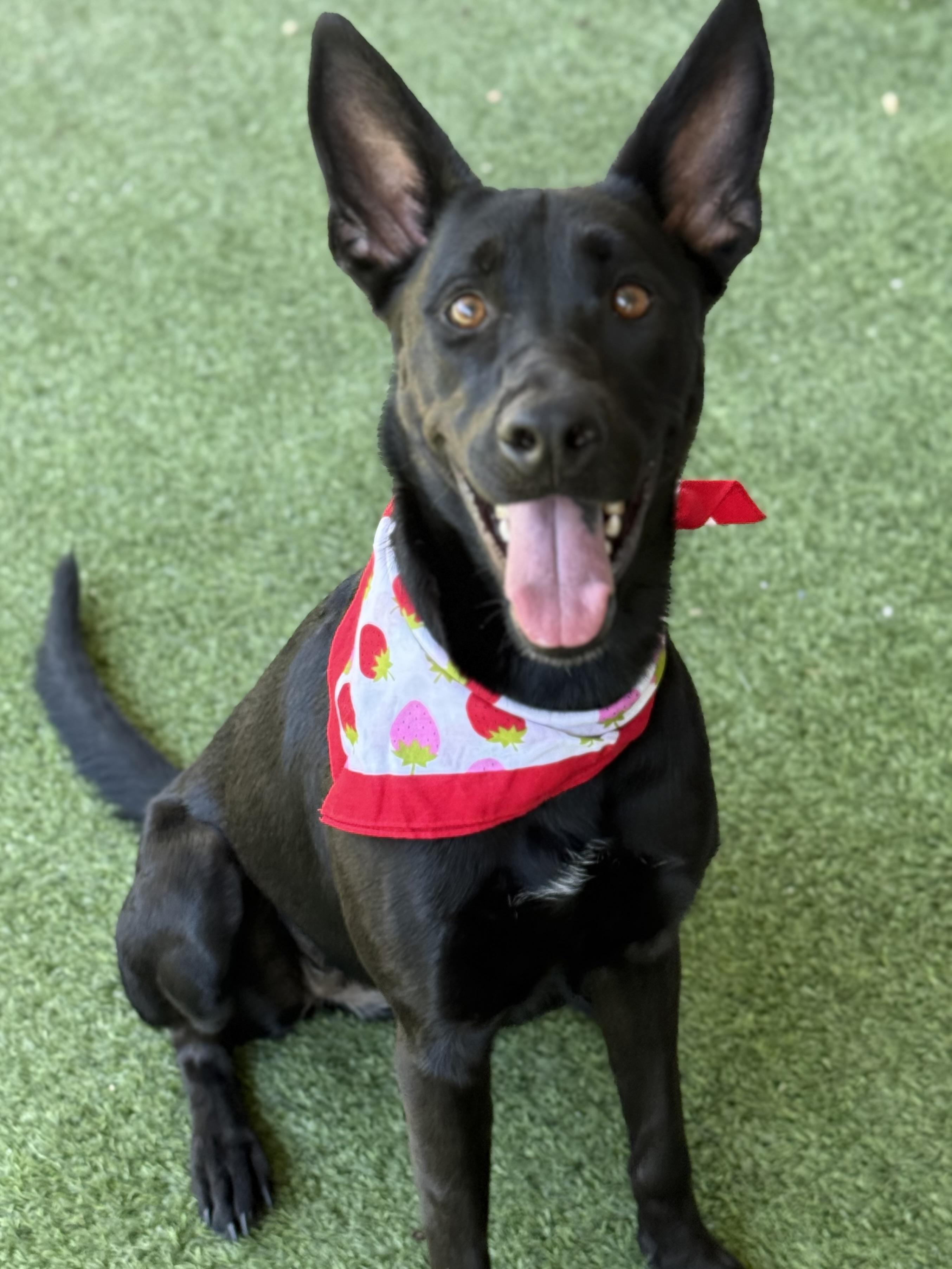 Alexandria, Adoptable, Adult Female Doberman Pinscher & German Shepherd Dog.
