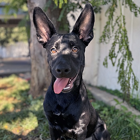 Alexandria, a Adoptable mixed breed in Lodi, CA image 4/6