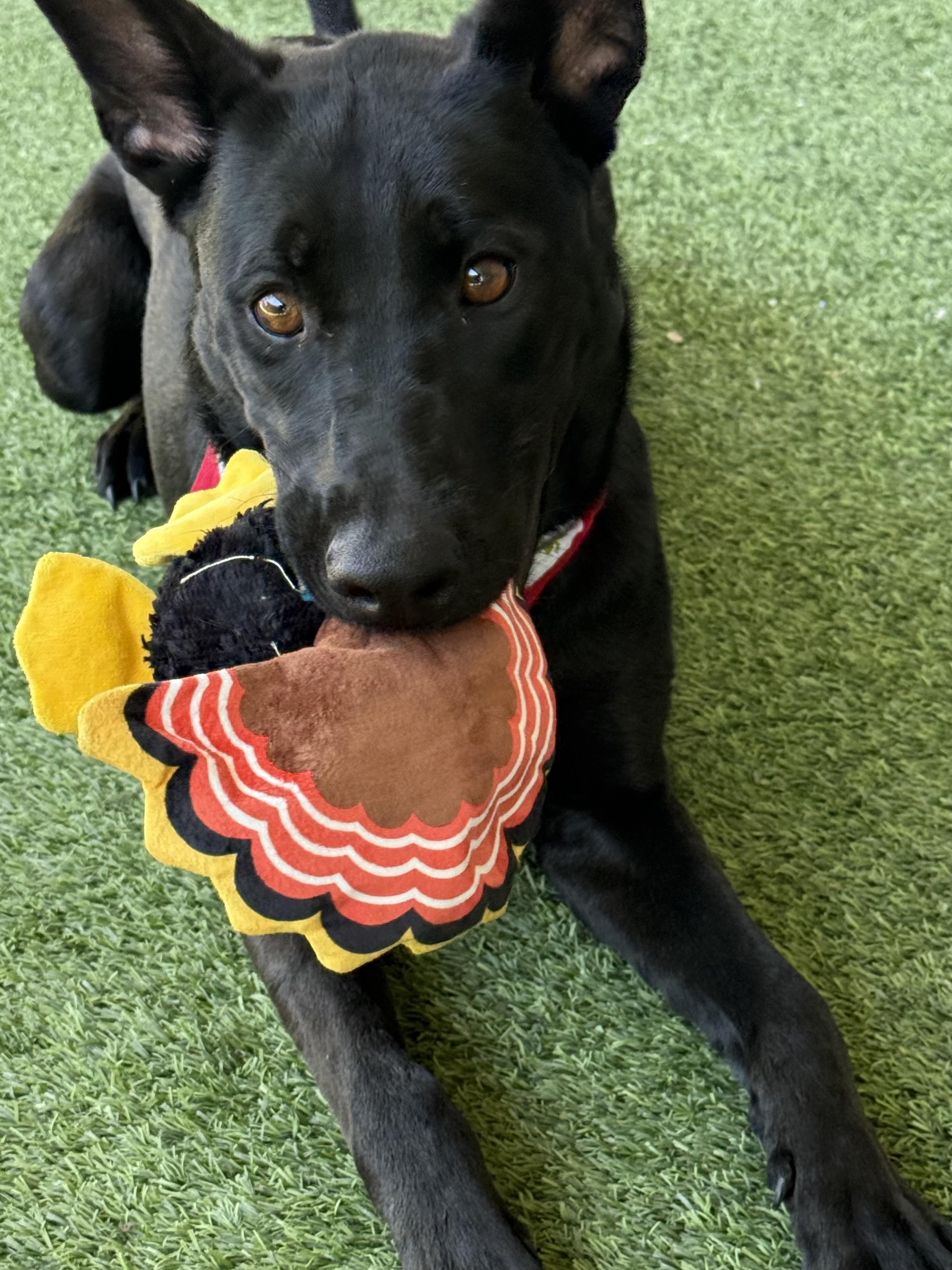 Alexandria, a Adoptable mixed breed in Lodi, CA image 5/6