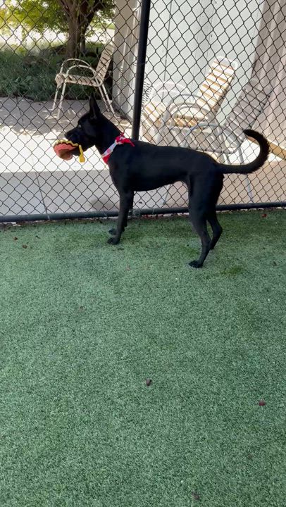 Enlarge Alexandria, a Adoptable mixed breed in Lodi, CA video 6/6