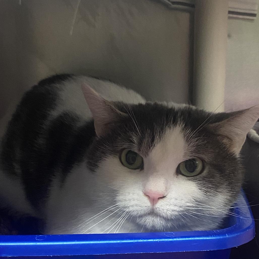 Enlarge Atlas, a Adoptable Domestic Short Hair in Canastota, NY image 1/2