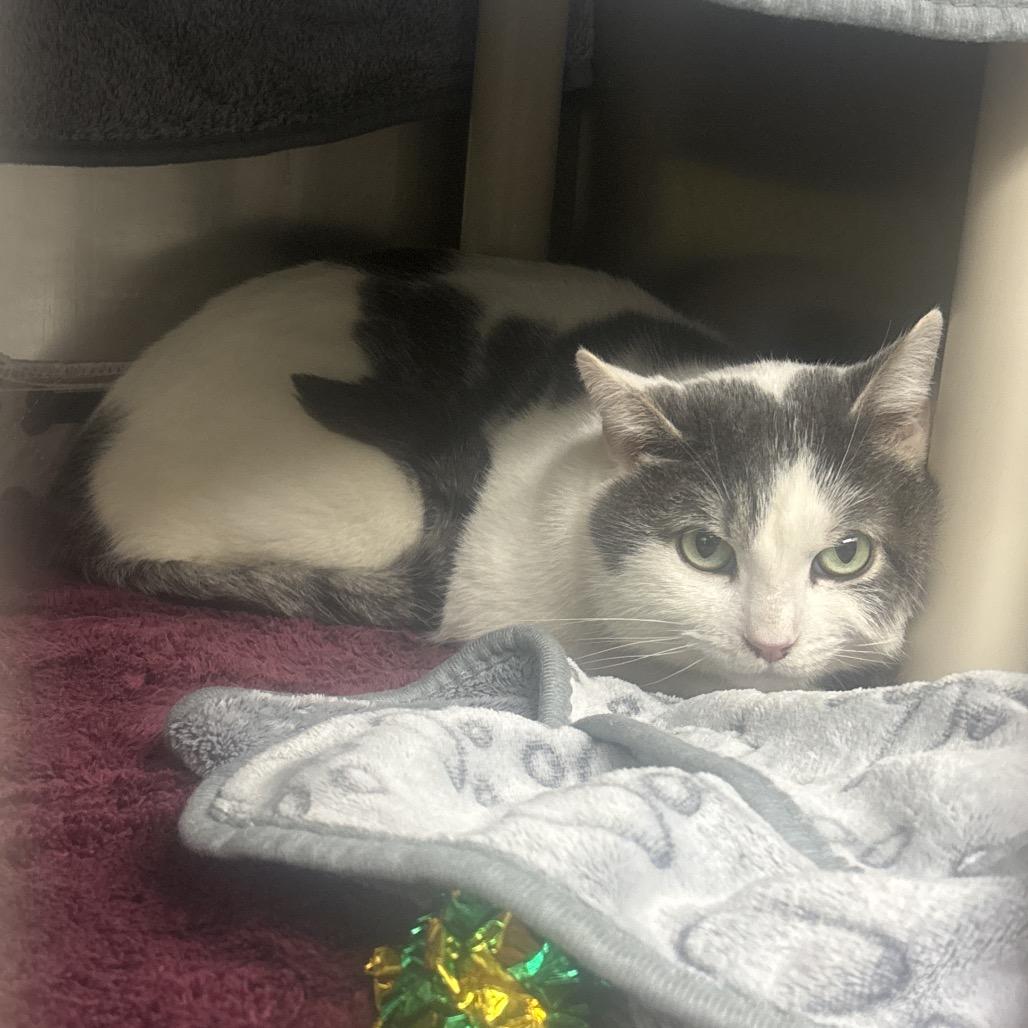 Enlarge Atlas, a Adoptable Domestic Short Hair in Canastota, NY image 1/2