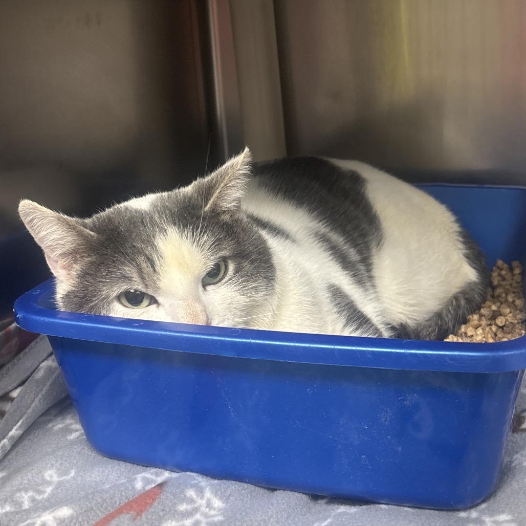 Enlarge Atlas, a Adoptable Domestic Short Hair in Canastota, NY image 2/2