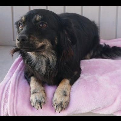 Enlarge Ethel, a Adoptable mixed breed in Gardena, CA image 1/2