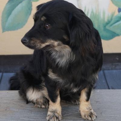 Enlarge Ethel, a Adoptable mixed breed in Gardena, CA image 2/2