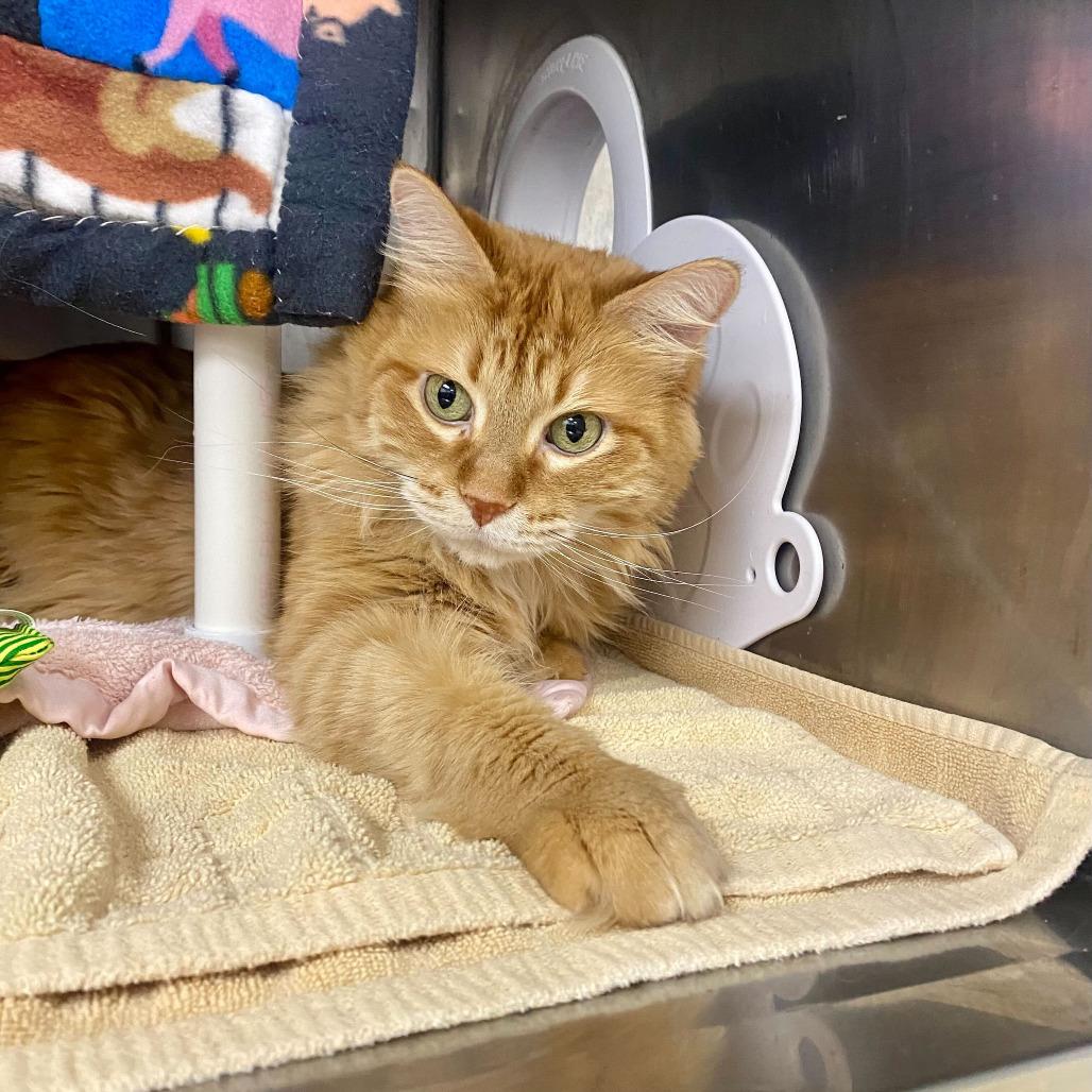 Enlarge Pumpkin, a Adoptable Domestic Medium Hair in Grand Rapids, MI image 1/3