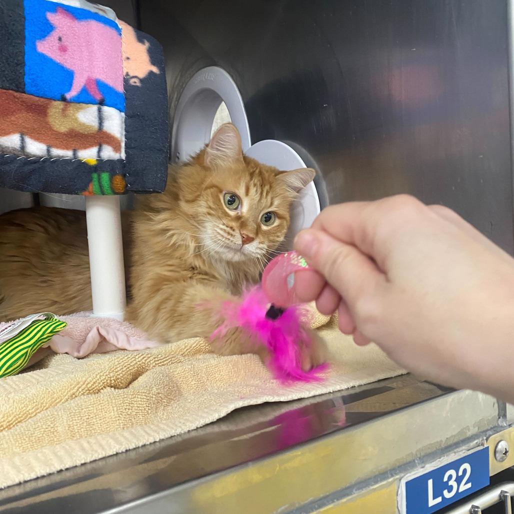Enlarge Pumpkin, a Adoptable Domestic Medium Hair in Grand Rapids, MI image 2/3