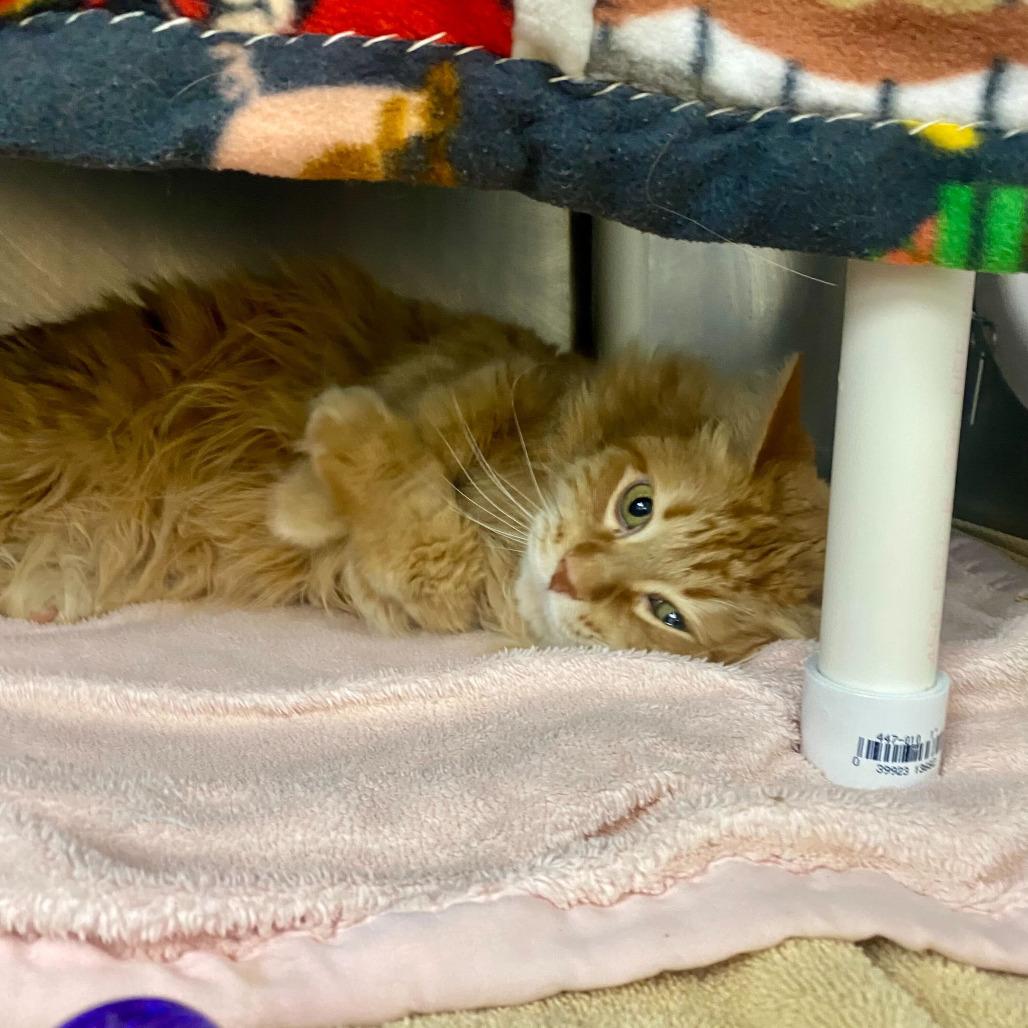 Enlarge Pumpkin, a Adoptable Domestic Medium Hair in Grand Rapids, MI image 3/3