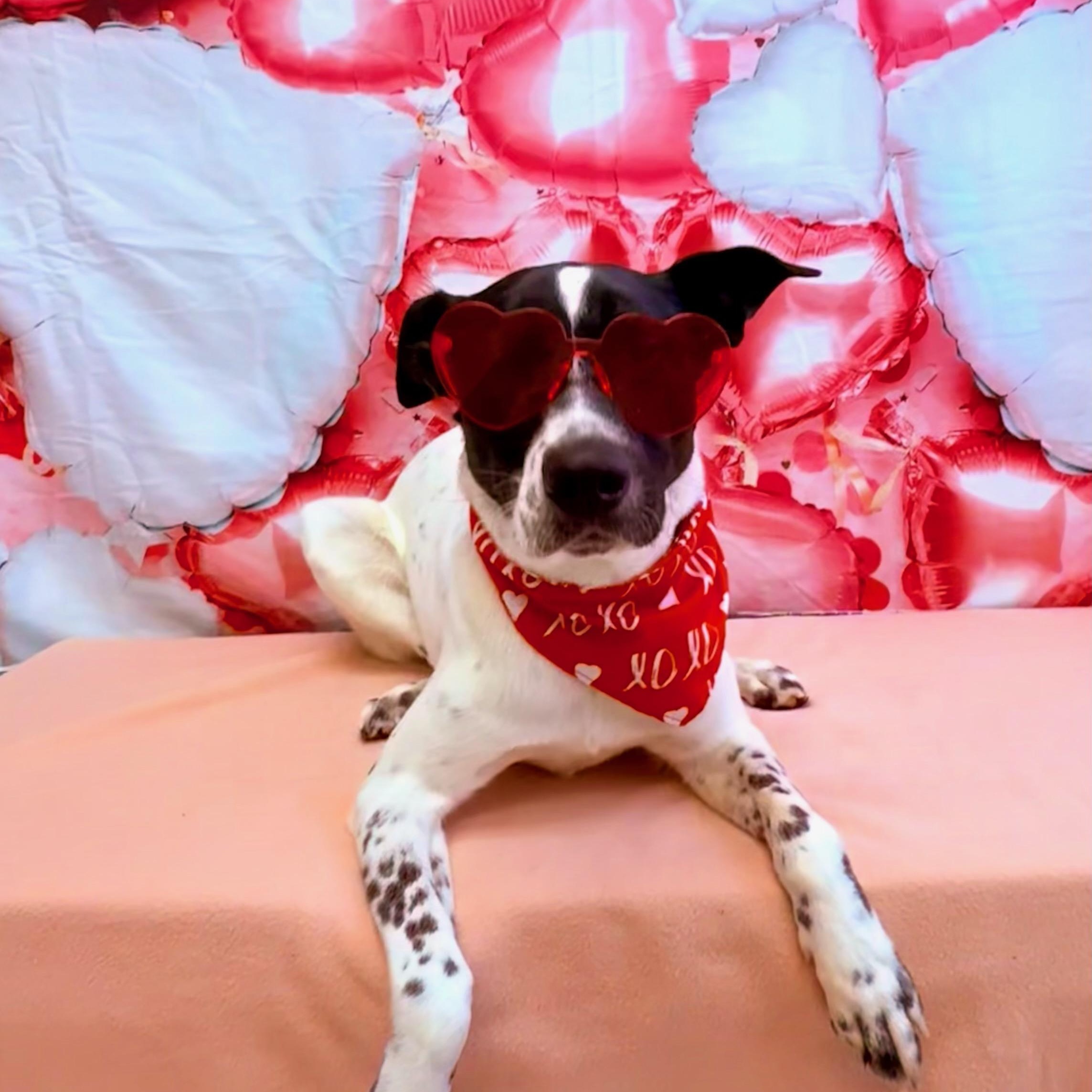 Enlarge  Scarlett — Loyal, Friendly, Cuddles, Weighs 47 lbs! Fostered in Billerica, MA!, an adopted mixed breed in Cambridge, MA image 4/5