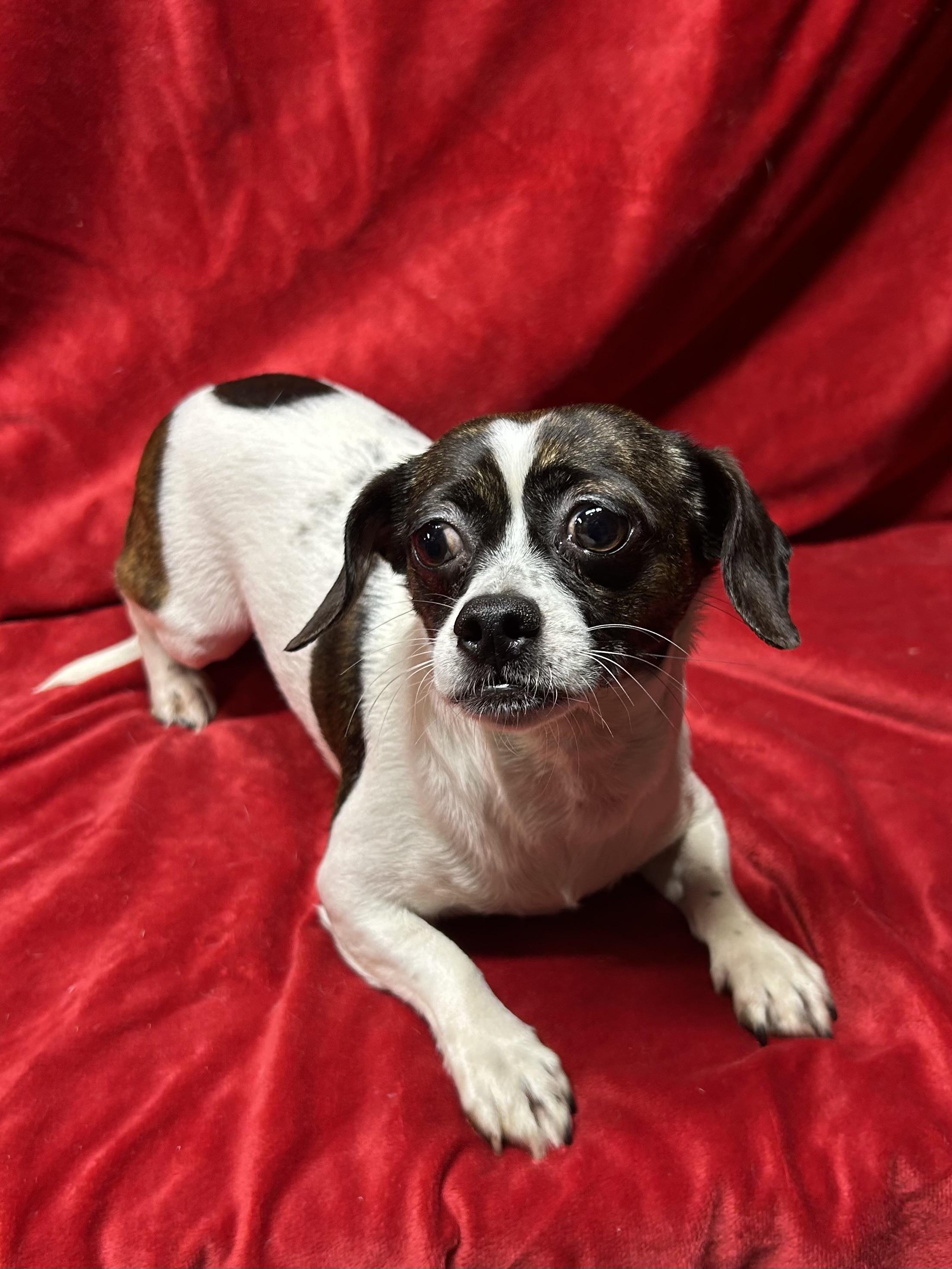 Enlarge SOPHIE, an adopted mixed breed in Elyria, OH image 1/5