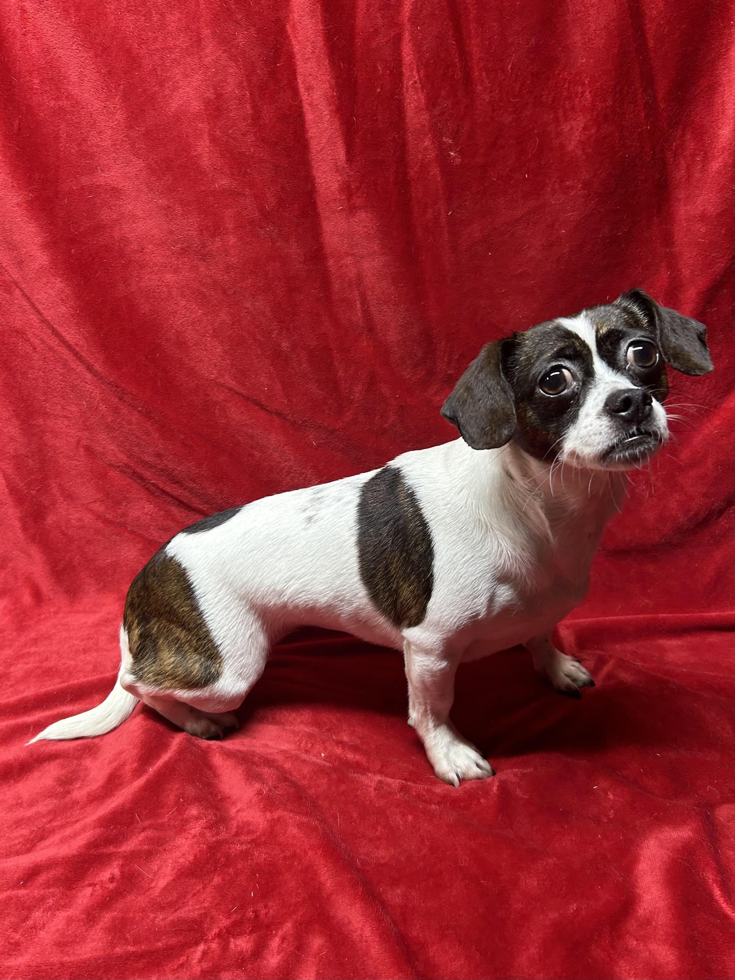 Enlarge SOPHIE, an adopted mixed breed in Elyria, OH image 2/5