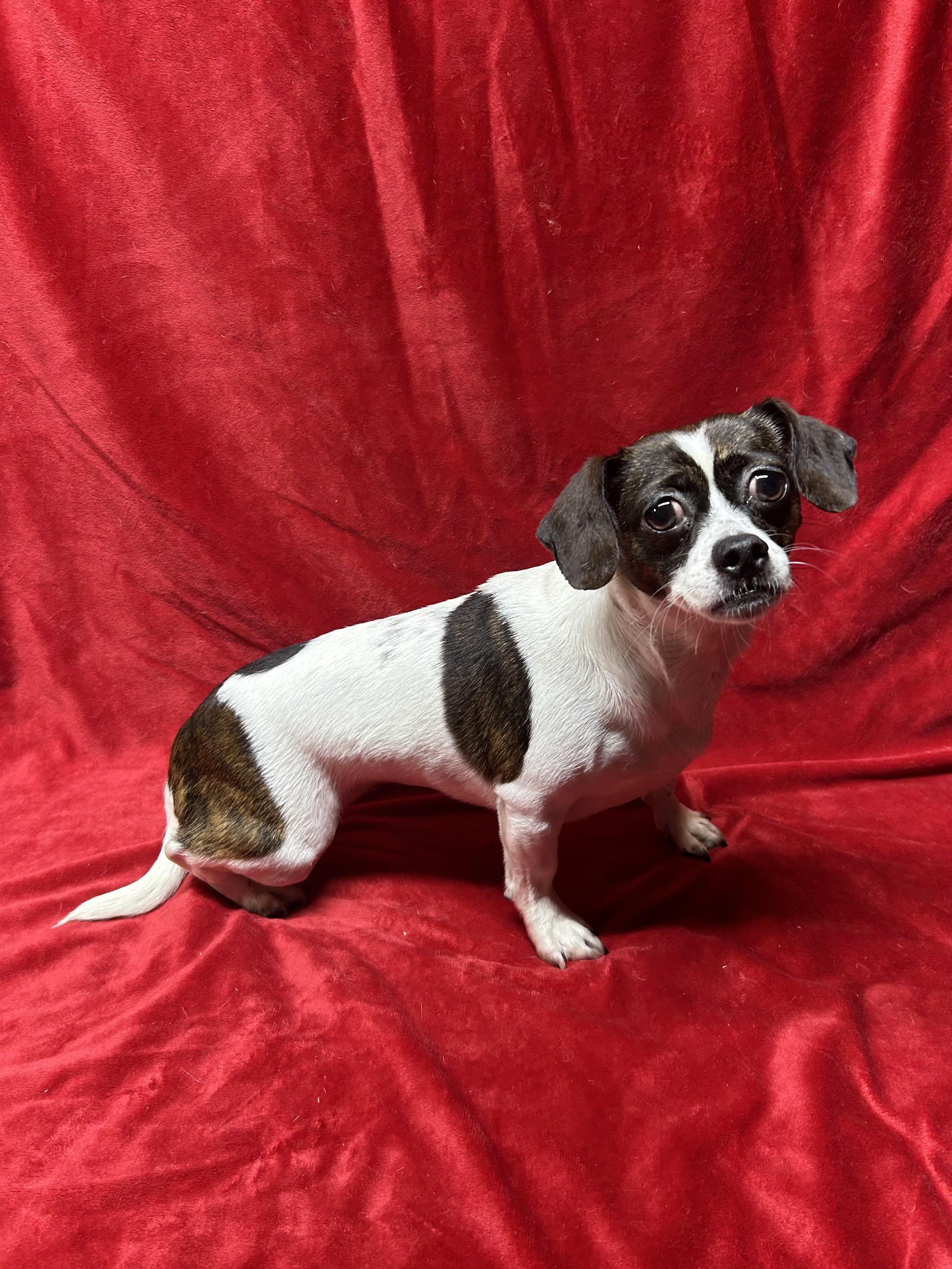 Enlarge SOPHIE, an adopted mixed breed in Elyria, OH image 4/5